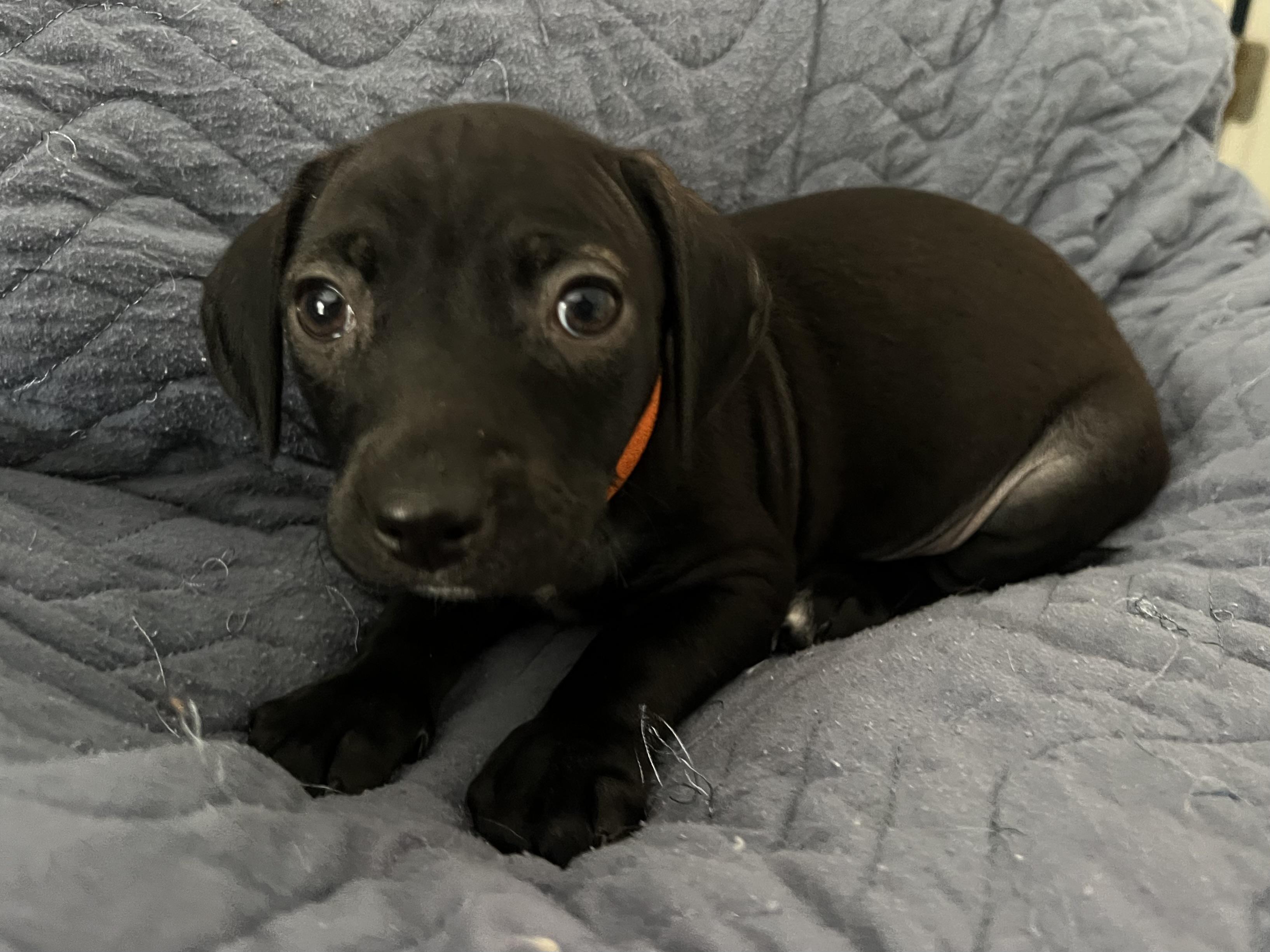 Enlarge Jag, a ADOPTABLE mixed breed in Moosup, CT image 2/6