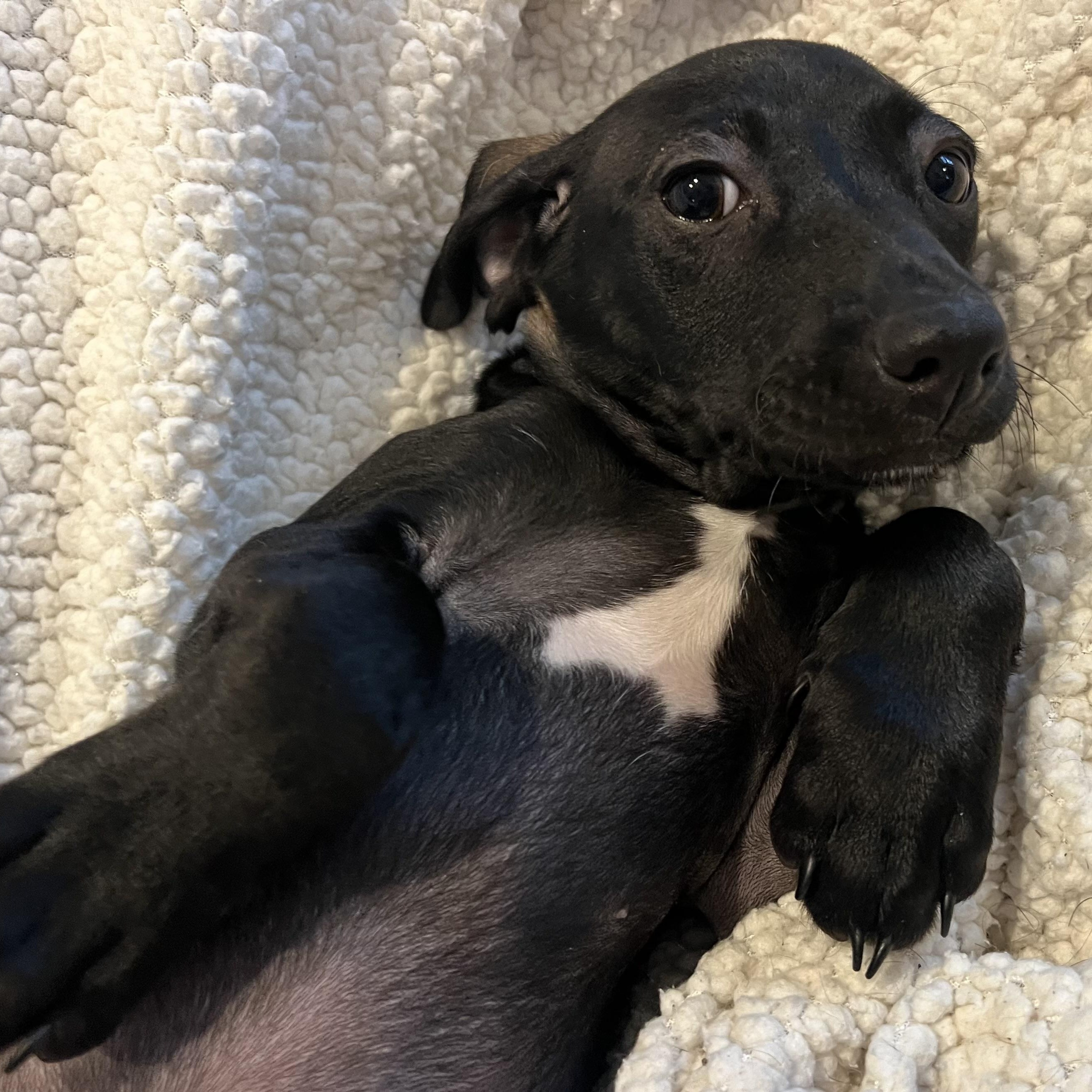 Enlarge Jag, a ADOPTABLE mixed breed in Moosup, CT image 6/6