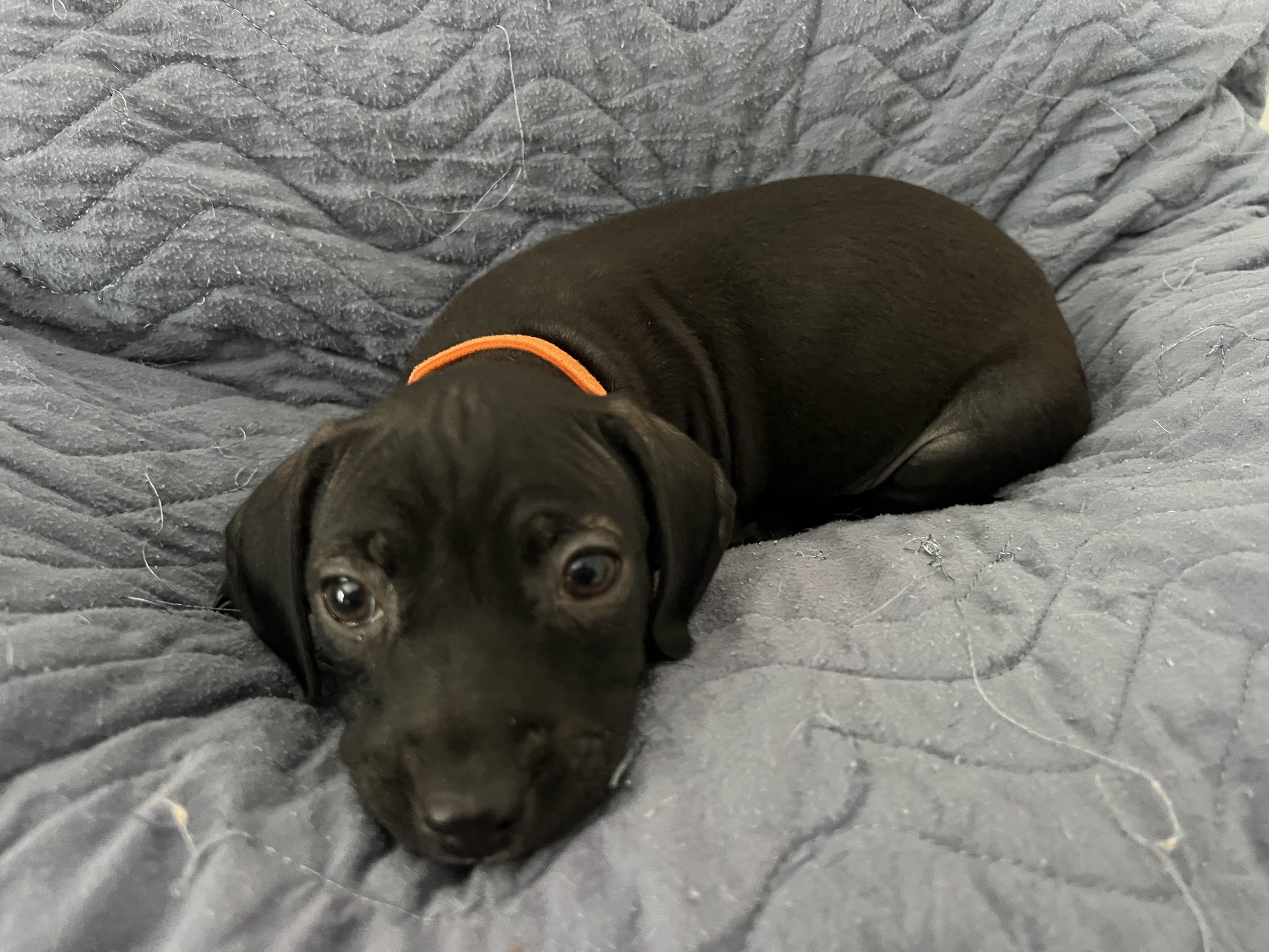 Enlarge Jag, a ADOPTABLE mixed breed in Moosup, CT image 3/6