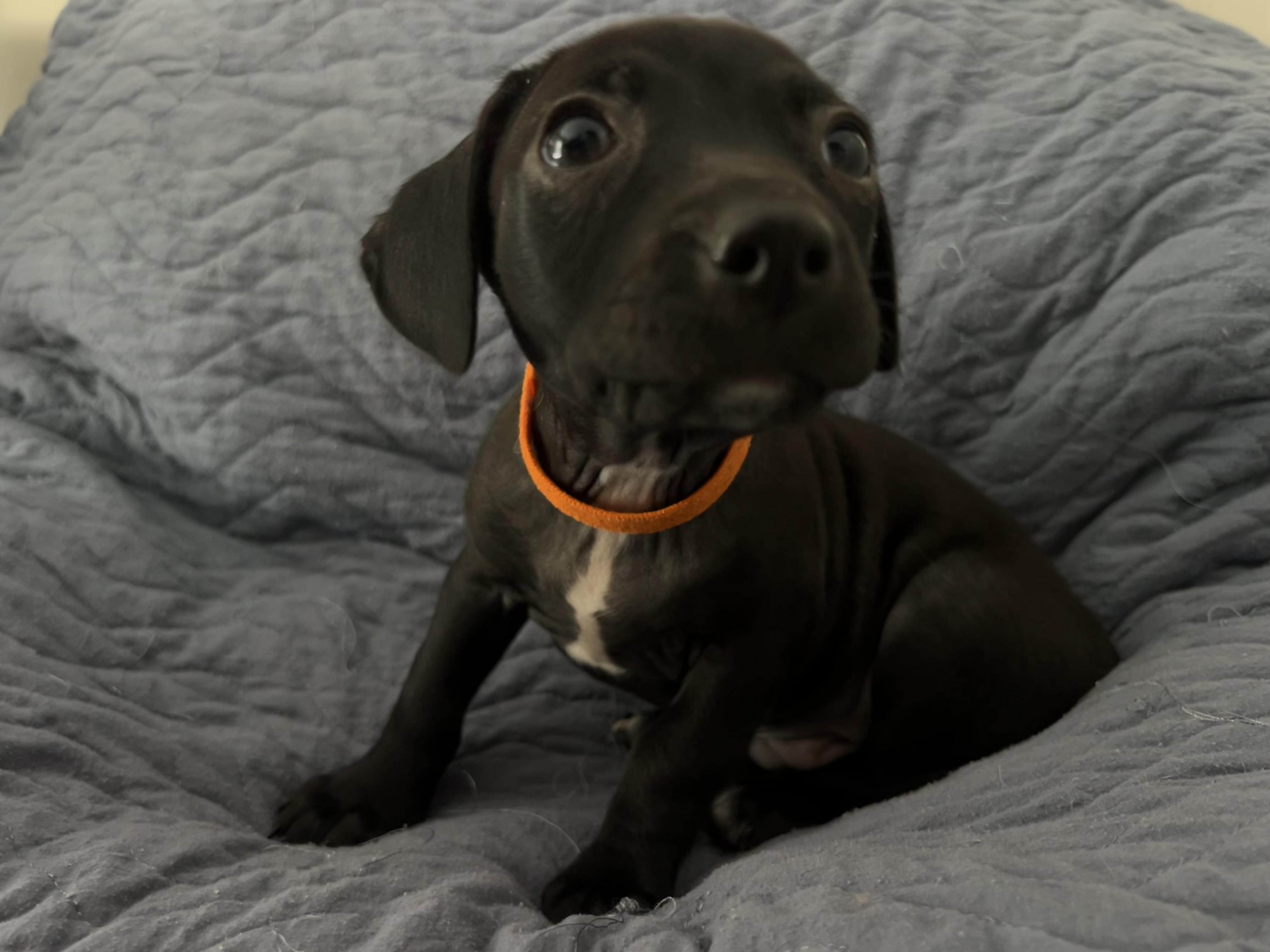 Enlarge Jag, a ADOPTABLE mixed breed in Moosup, CT image 5/6