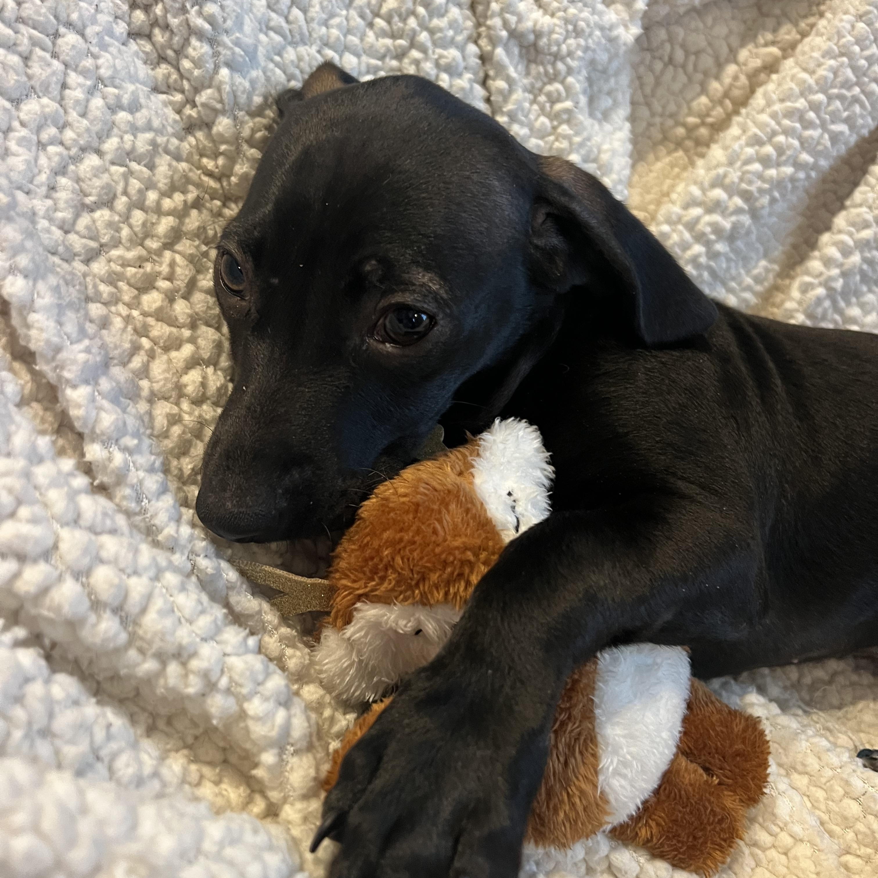 Enlarge Jag, a ADOPTABLE mixed breed in Moosup, CT image 4/6