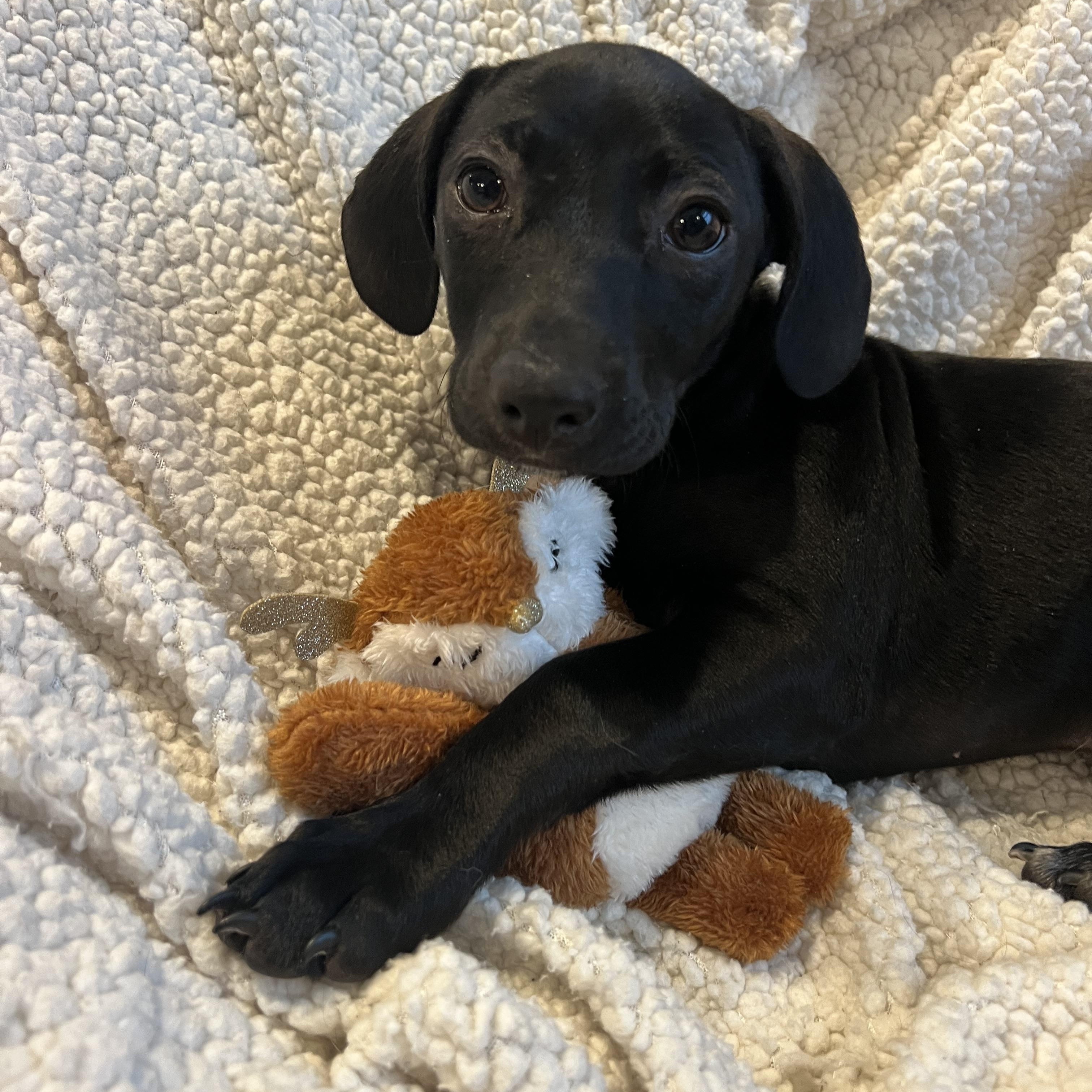 Enlarge Jag, a ADOPTABLE mixed breed in Moosup, CT image 5/6