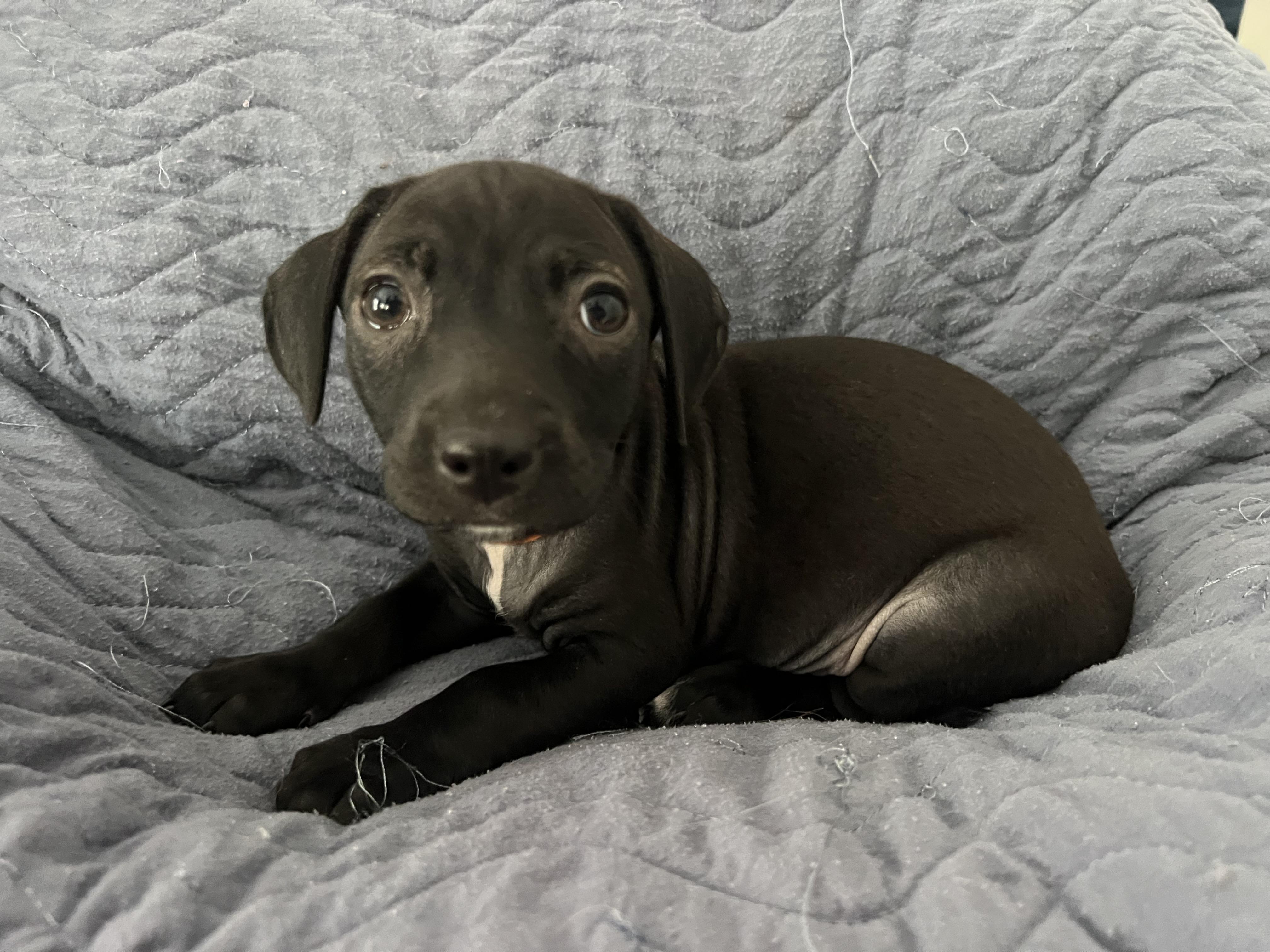 Enlarge Jag, a ADOPTABLE mixed breed in Moosup, CT image 1/6