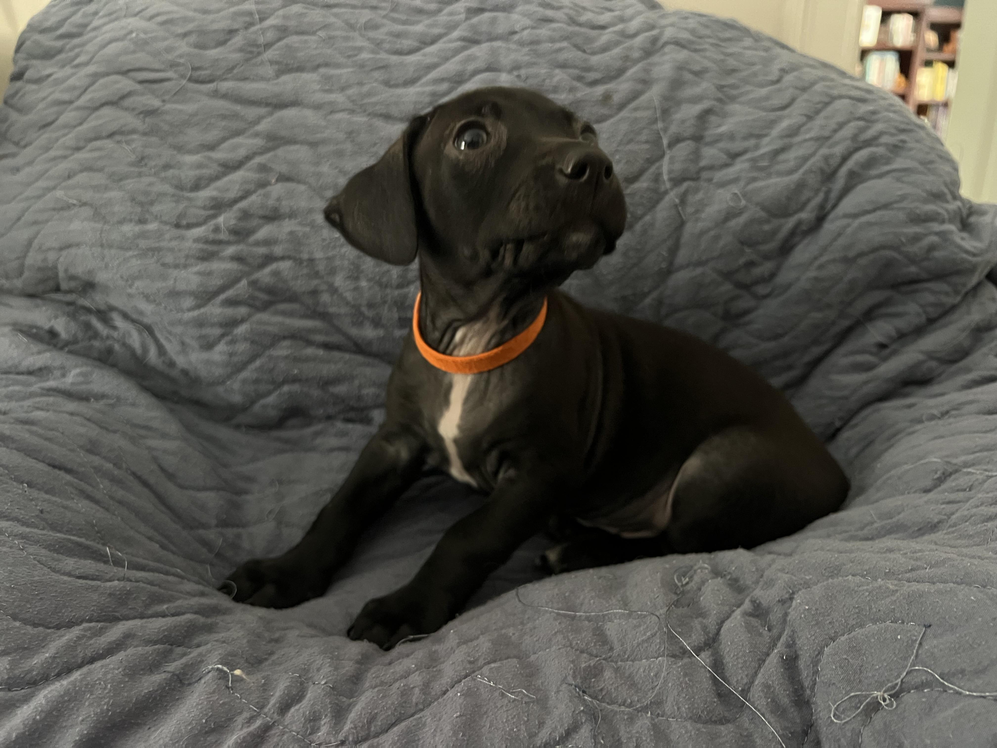 Enlarge Jag, a ADOPTABLE mixed breed in Moosup, CT image 4/6