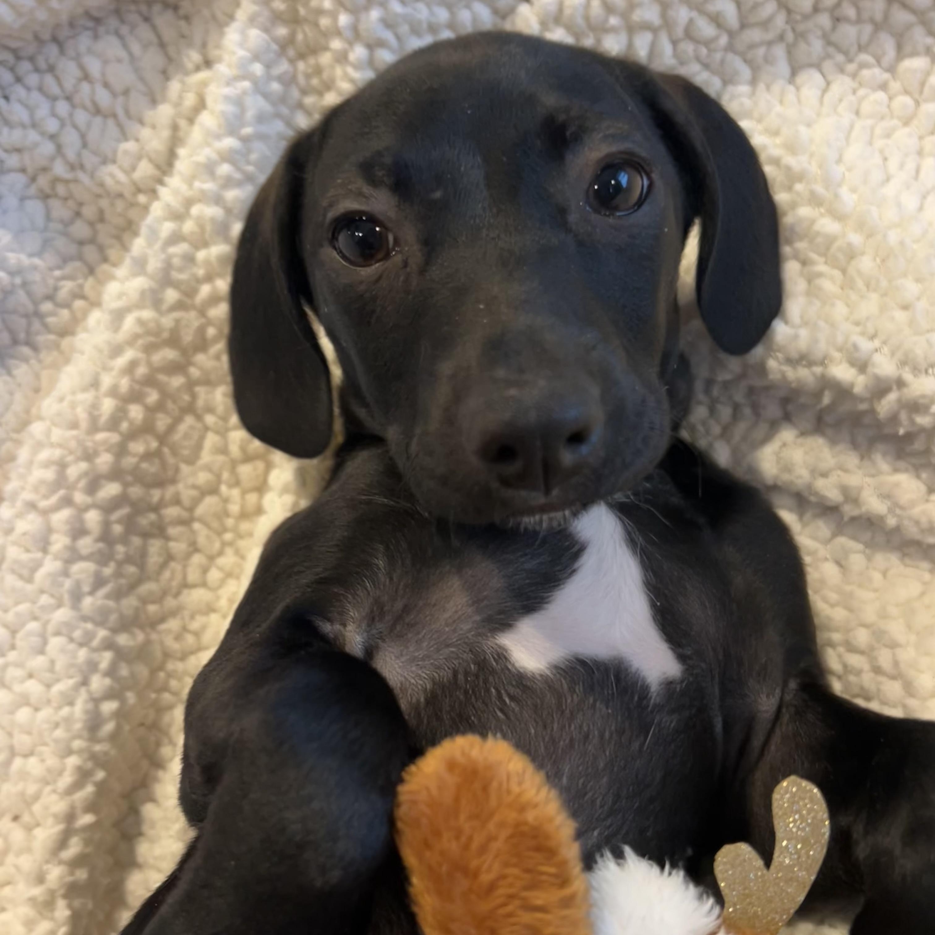 Jag, ADOPTABLE, Puppy Male Rat Terrier & Chihuahua.