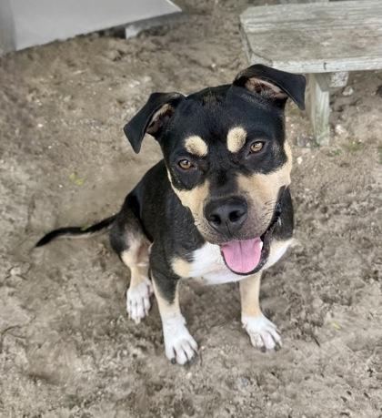 Enlarge Nate, a Adopted mixed breed in Inverness, FL image 2/2