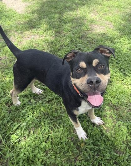 Enlarge Nate, a Adopted mixed breed in Inverness, FL image 1/2