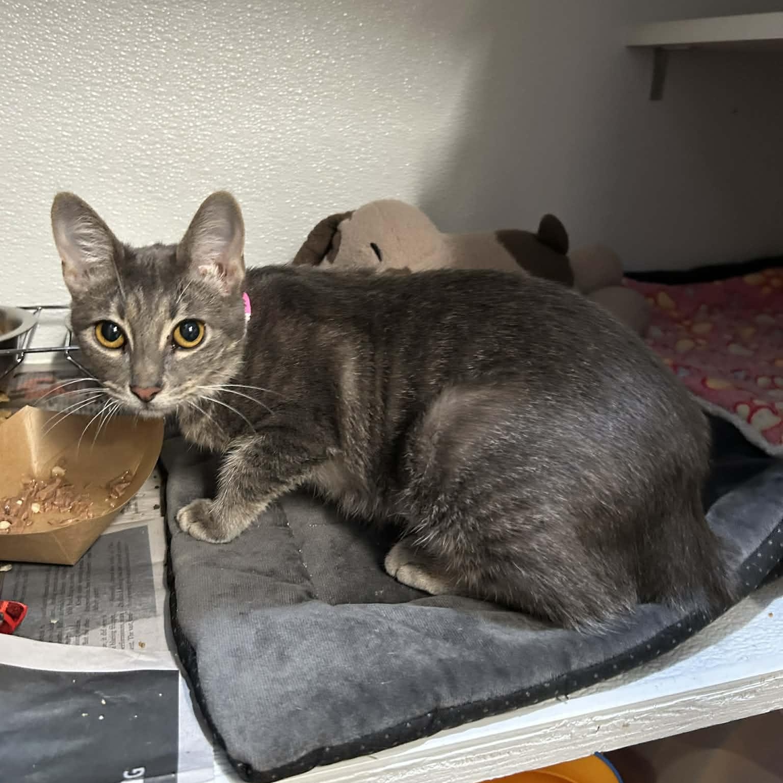 Enlarge Lilac (FeLV+), a ADOPTABLE mixed breed in The Colony, TX image 2/6