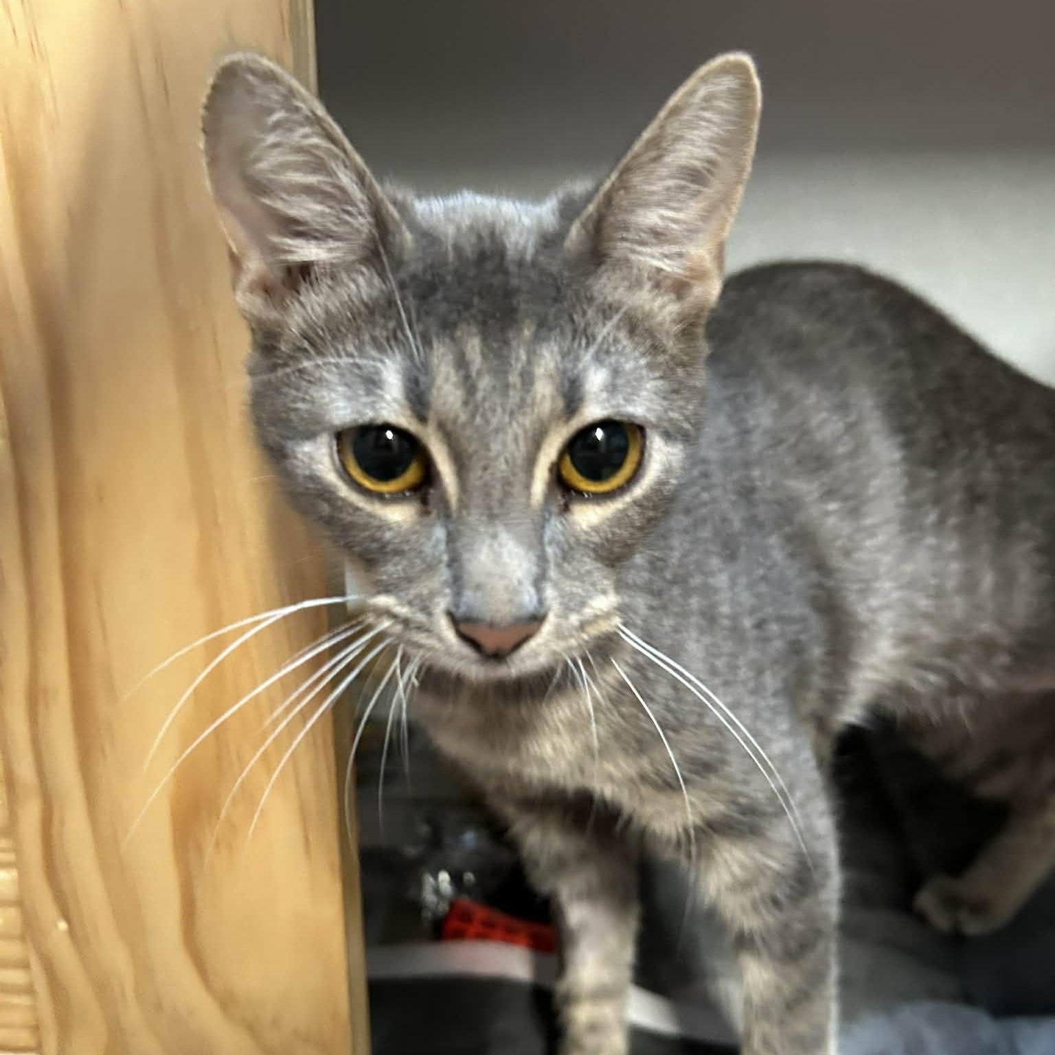 Enlarge Lilac (FeLV+), a ADOPTABLE mixed breed in The Colony, TX image 3/6