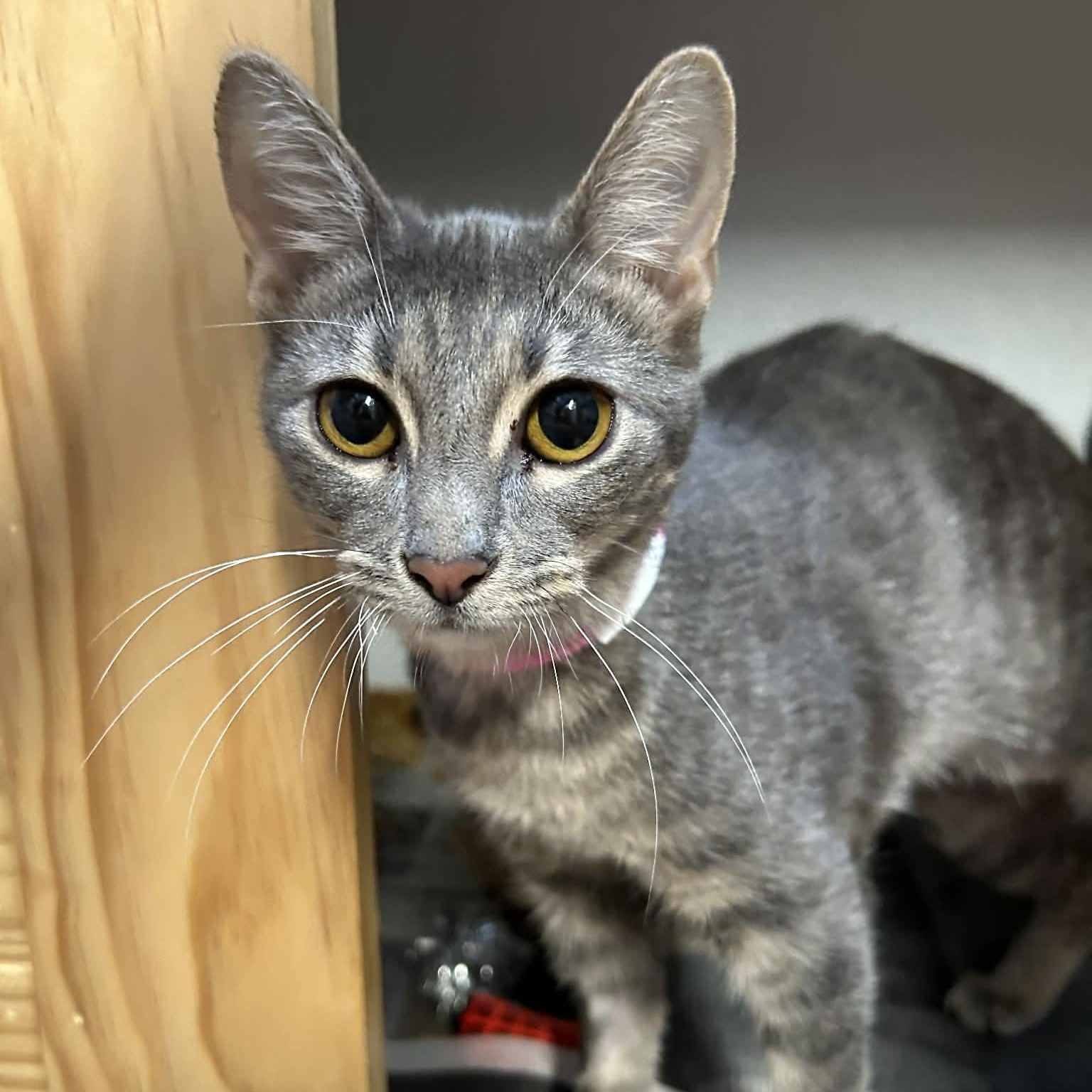 Enlarge Lilac (FeLV+), a ADOPTABLE mixed breed in The Colony, TX image 1/6