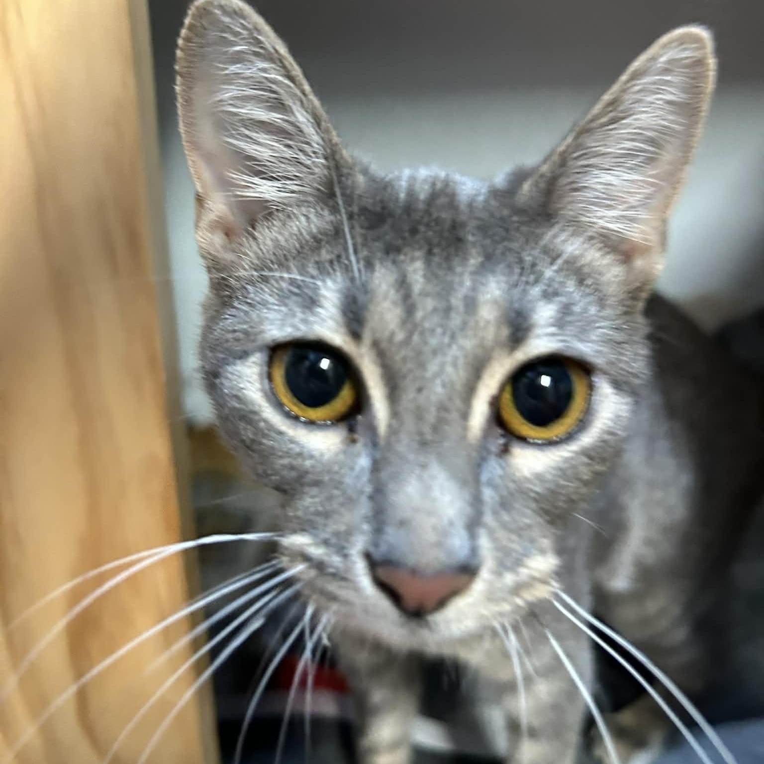 Enlarge Lilac (FeLV+), a ADOPTABLE mixed breed in The Colony, TX image 6/6