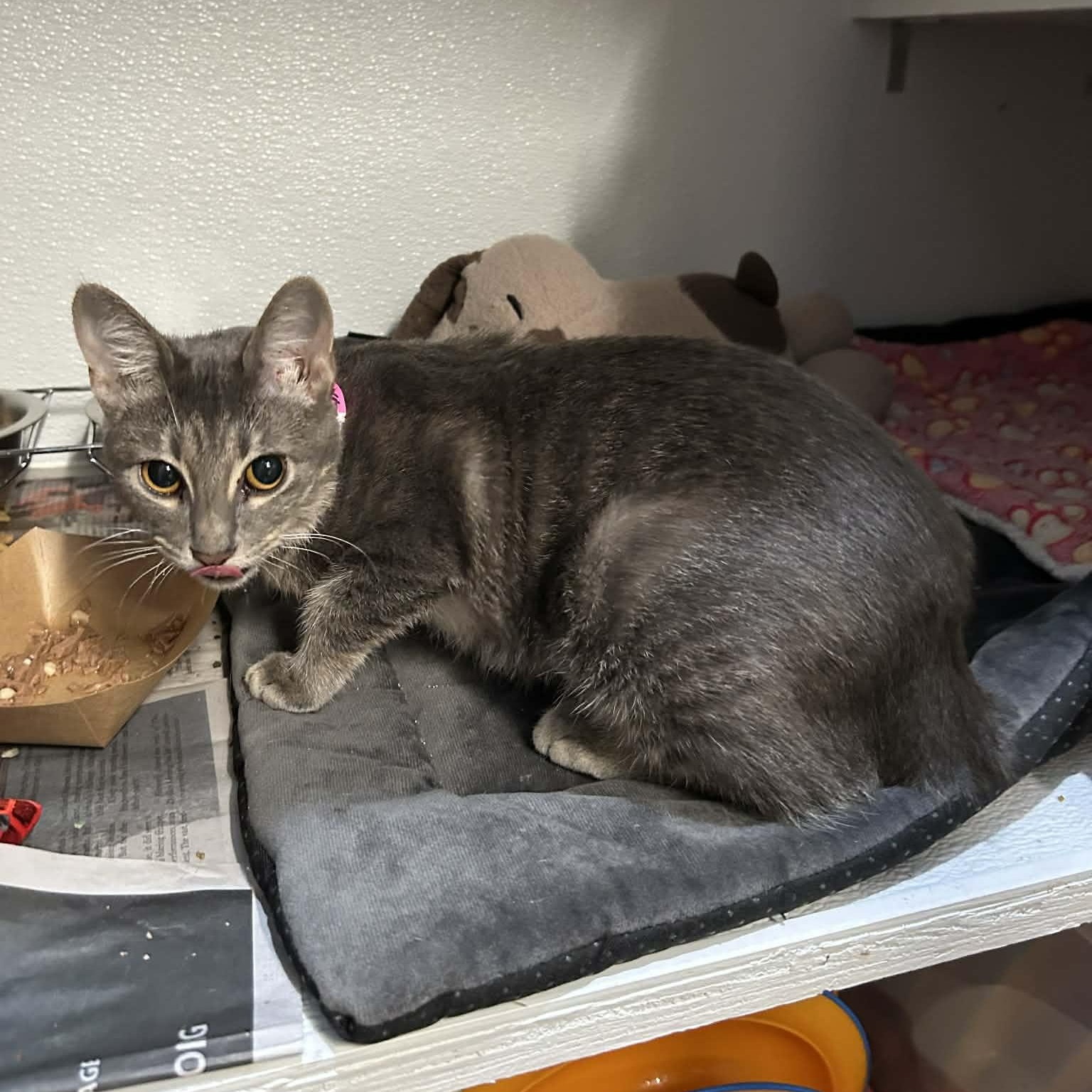 Enlarge Lilac (FeLV+), a ADOPTABLE mixed breed in The Colony, TX image 5/6