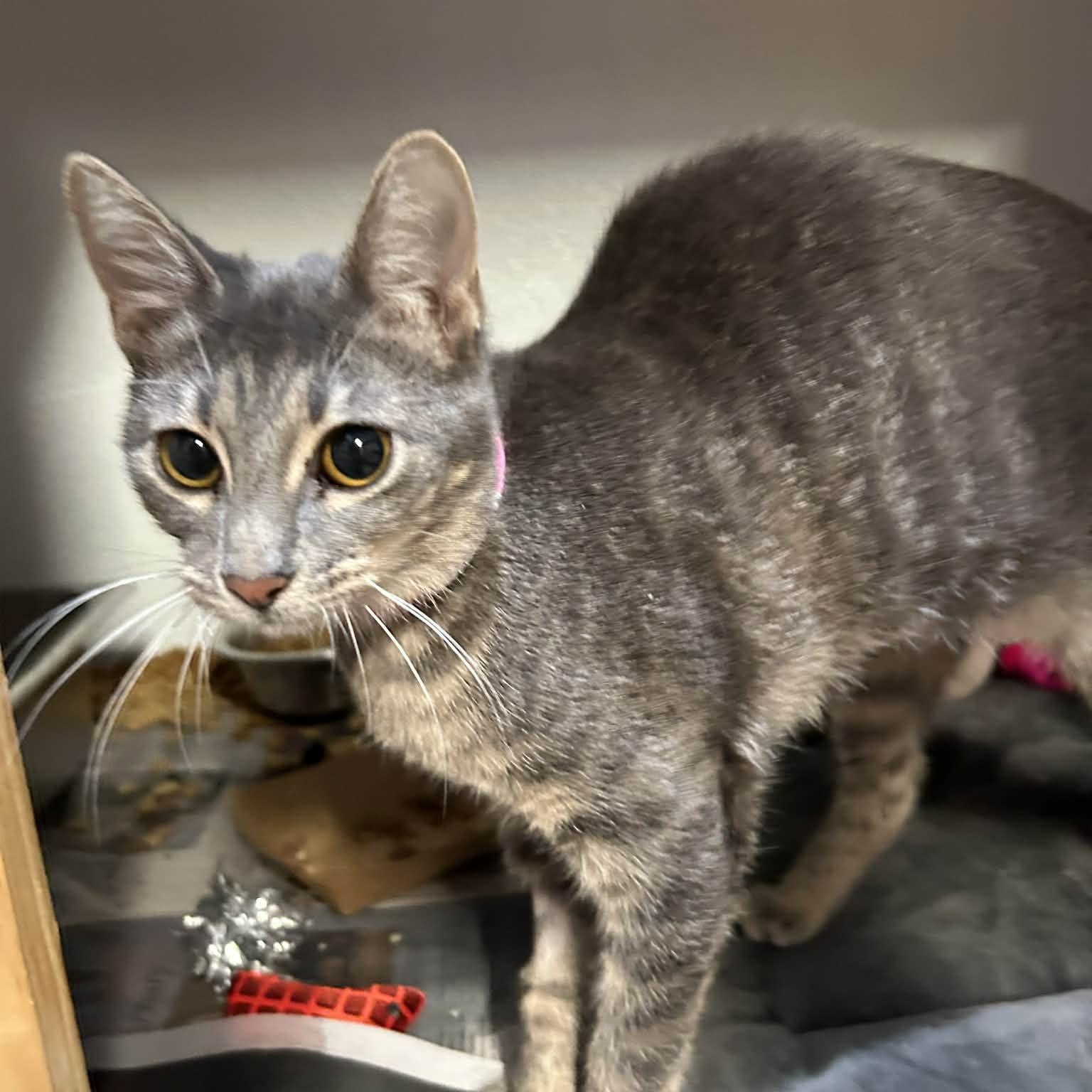 Enlarge Lilac (FeLV+), a ADOPTABLE mixed breed in The Colony, TX image 4/6