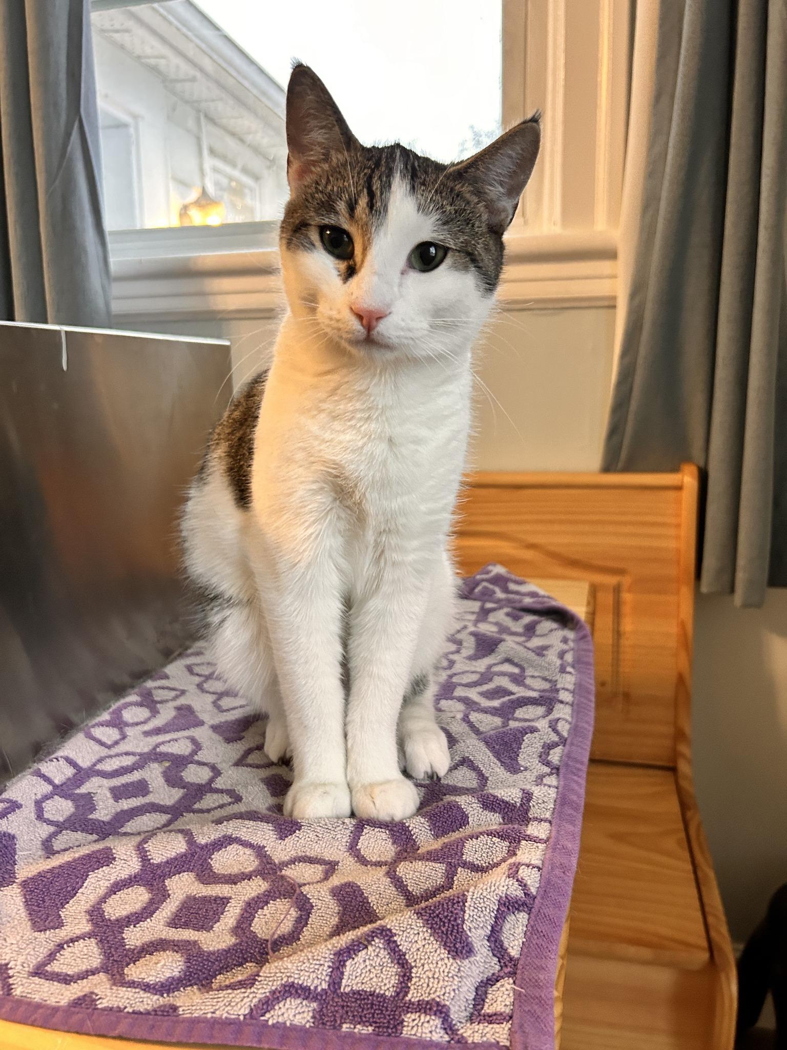 Monkey, Adopted, Young Male Domestic Short Hair.