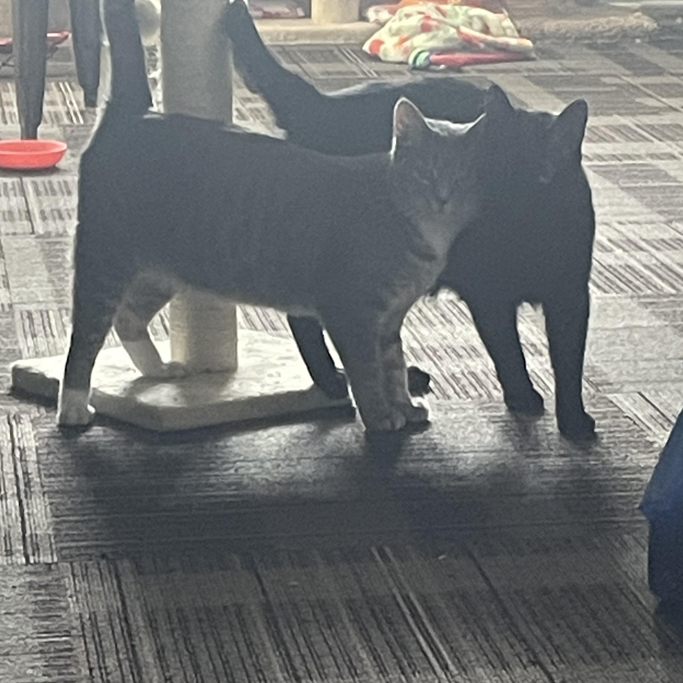 Cabbage Patch Kid, Adoptable, Adult Female Domestic Short Hair.