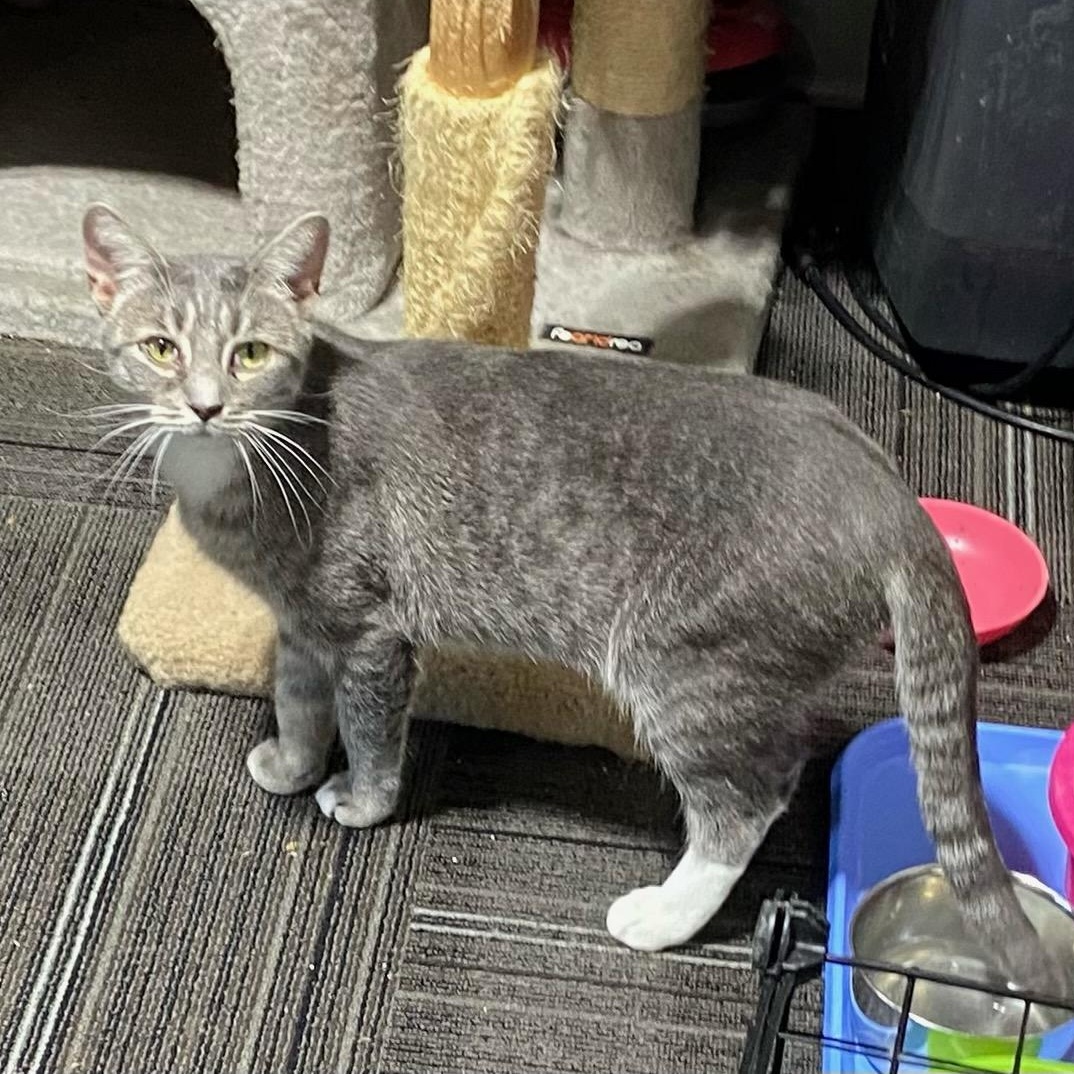 Enlarge Cabbage Patch Kid, a Adoptable Domestic Short Hair in Holly, MI image 2/3