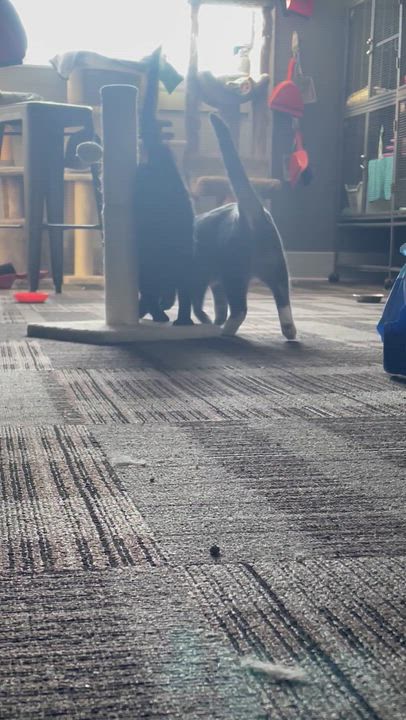 Enlarge Cabbage Patch Kid, a Adoptable Domestic Short Hair in Holly, MI video 3/3