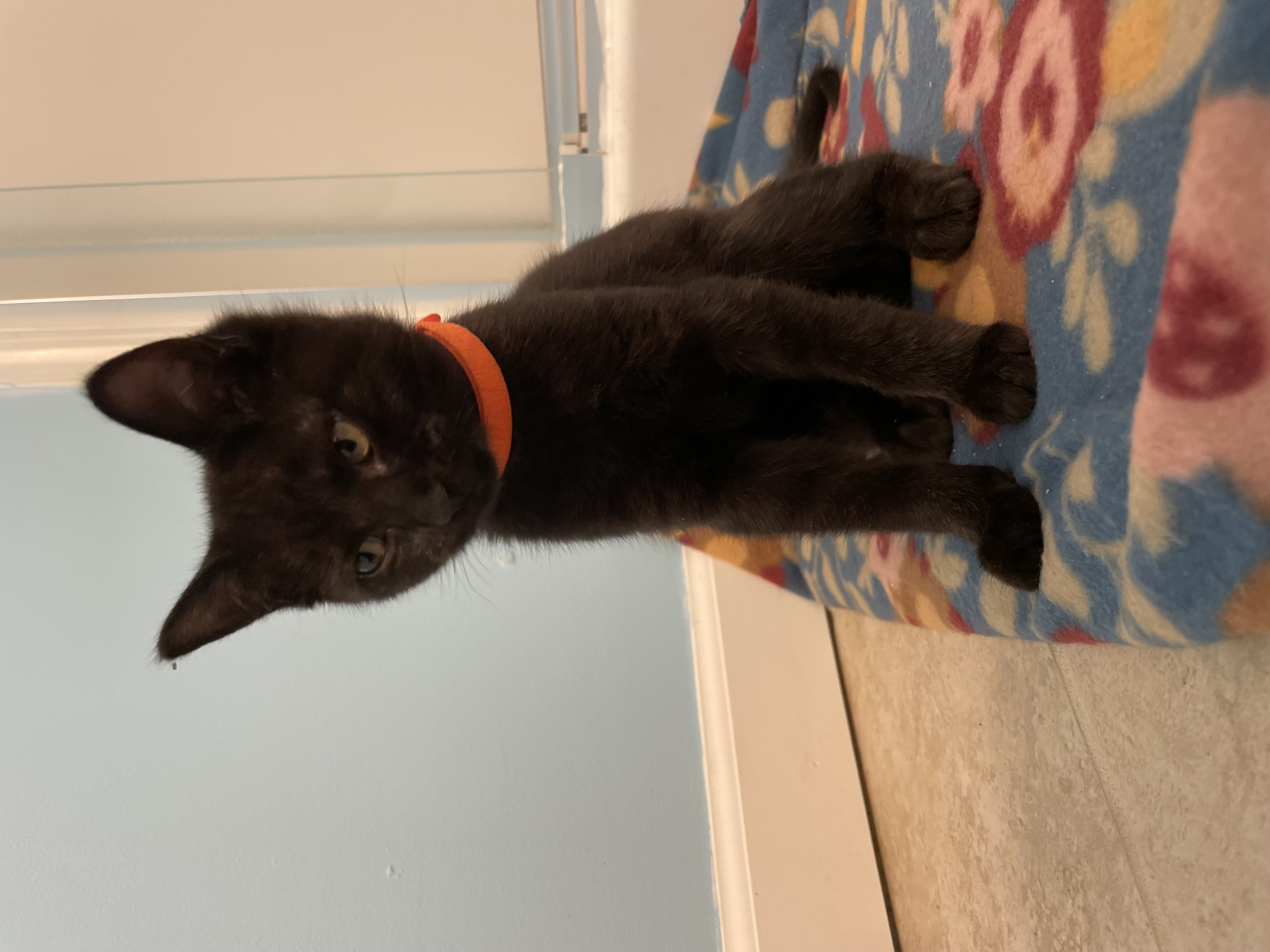 Cat for adoption Sully, a Domestic Short Hair in White Oak, PA