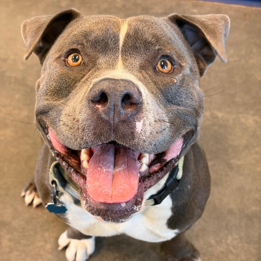 Enlarge Clyde, a Adoptable American Staffordshire Terrier in Show Low, AZ image 1/3