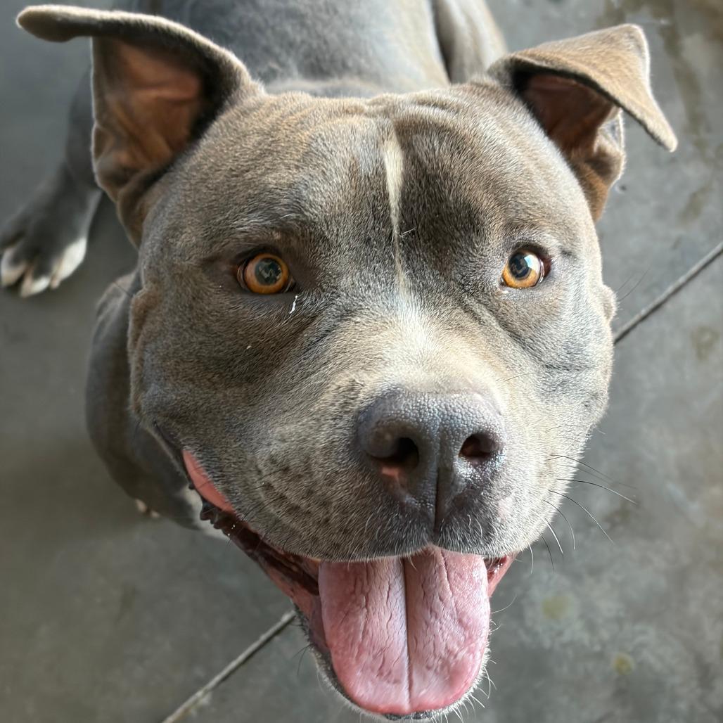 Enlarge Clyde, a Adoptable American Staffordshire Terrier in Show Low, AZ image 2/3