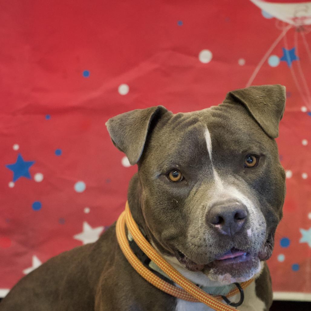Enlarge Clyde, a Adoptable American Staffordshire Terrier in Show Low, AZ image 3/3