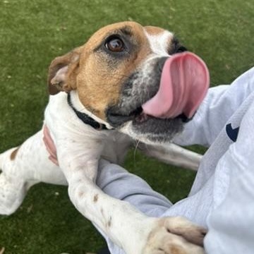 Enlarge Piper, an adopted Mixed Breed in New Bedford, MA image 2/5