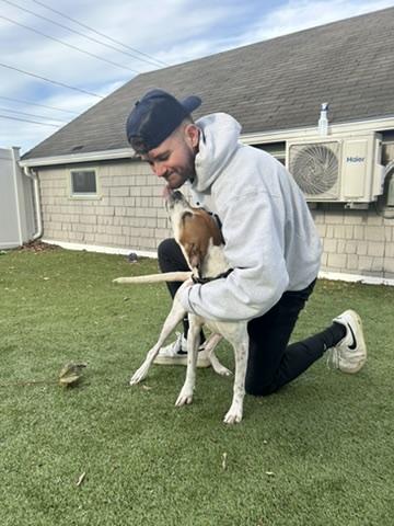 Enlarge Piper, an adopted Mixed Breed in New Bedford, MA image 5/5