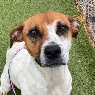 Enlarge Piper, an adopted Mixed Breed in New Bedford, MA image 3/5