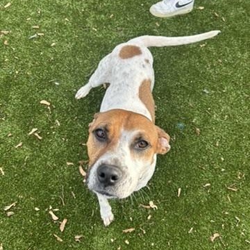 Enlarge Piper, an adopted Mixed Breed in New Bedford, MA image 1/5