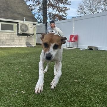 Enlarge Piper, an adopted Mixed Breed in New Bedford, MA image 4/5