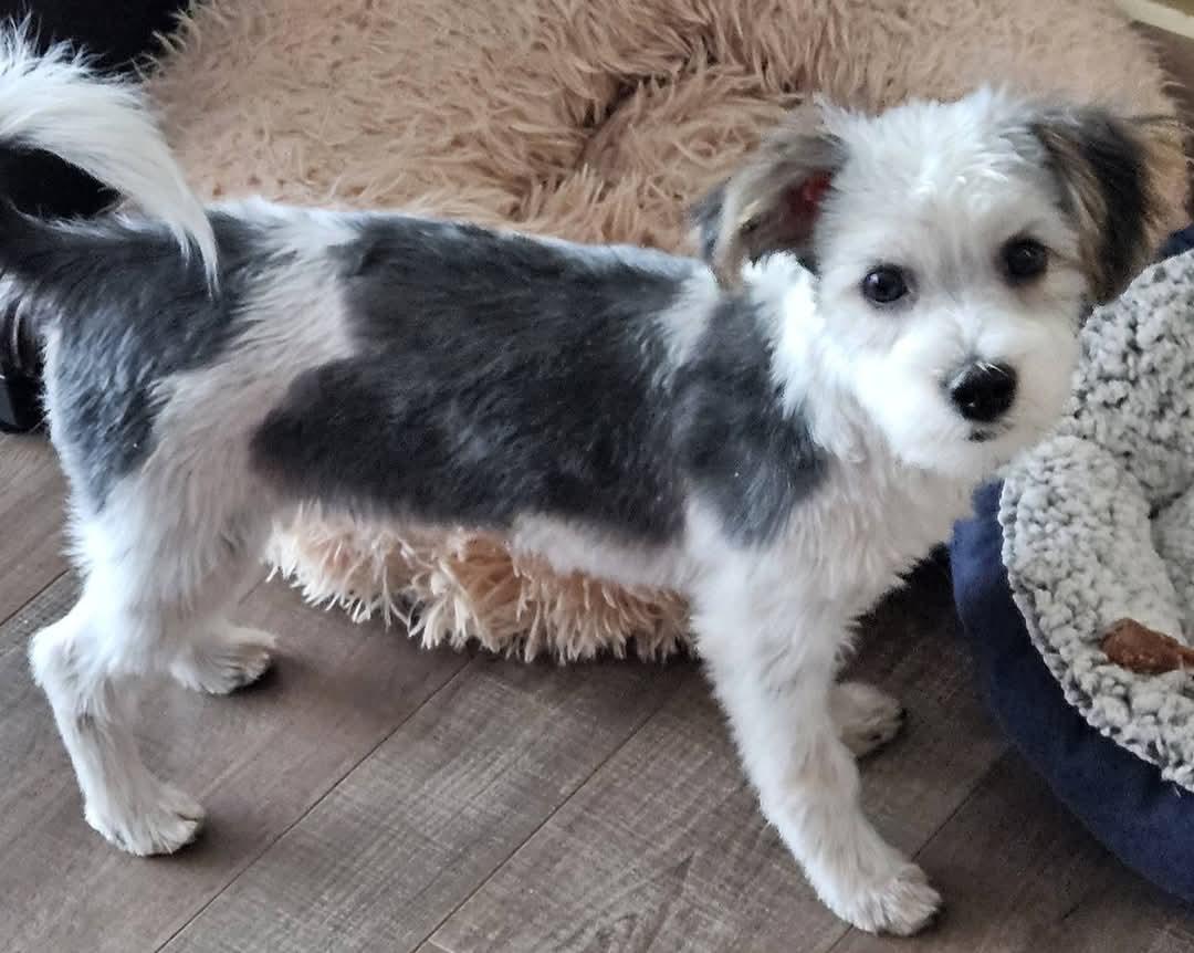 Billy, Adopted, Young Male Maltese & Yorkshire Terrier.