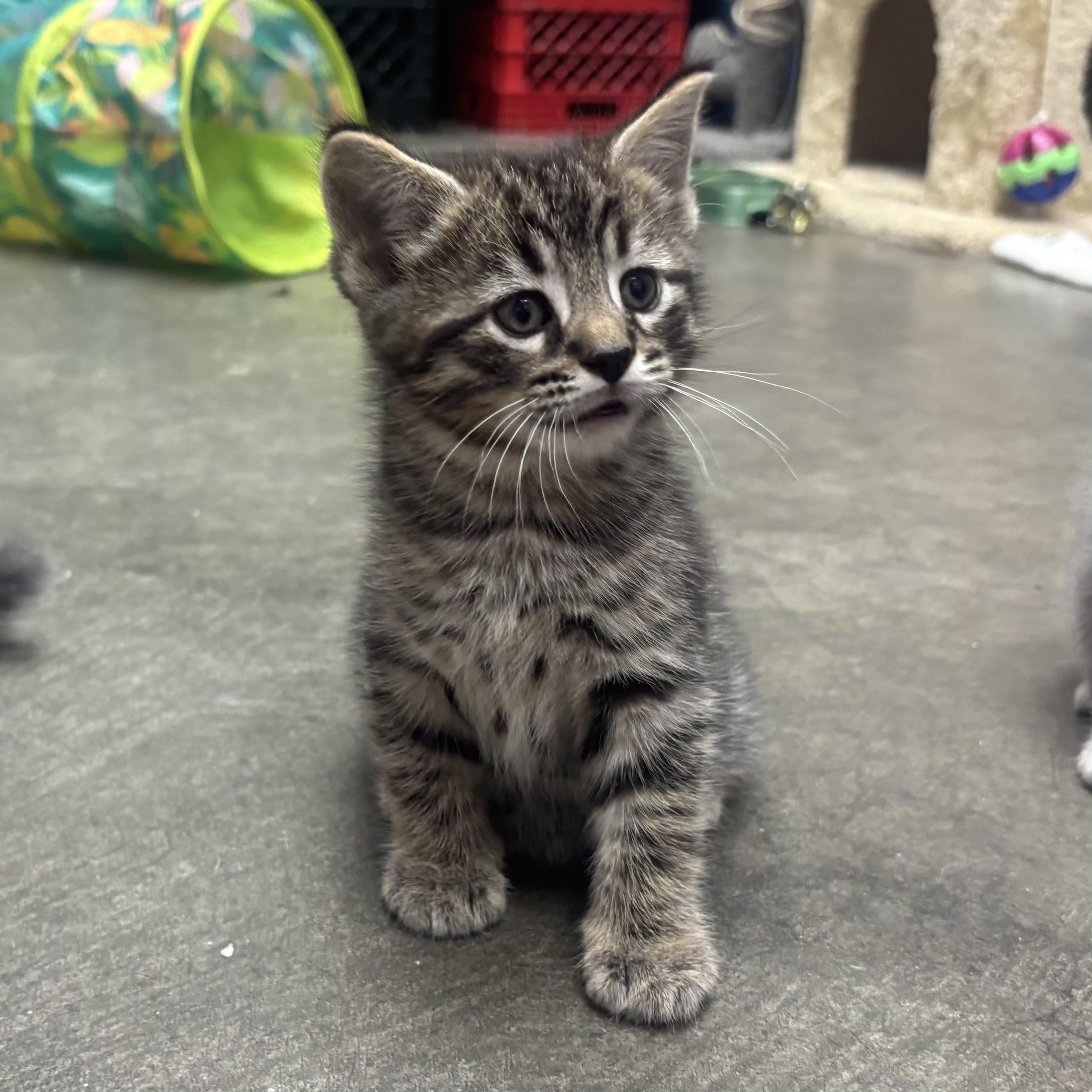 Van, an adopted Domestic Short Hair in Waynesburg, PA image 3/6