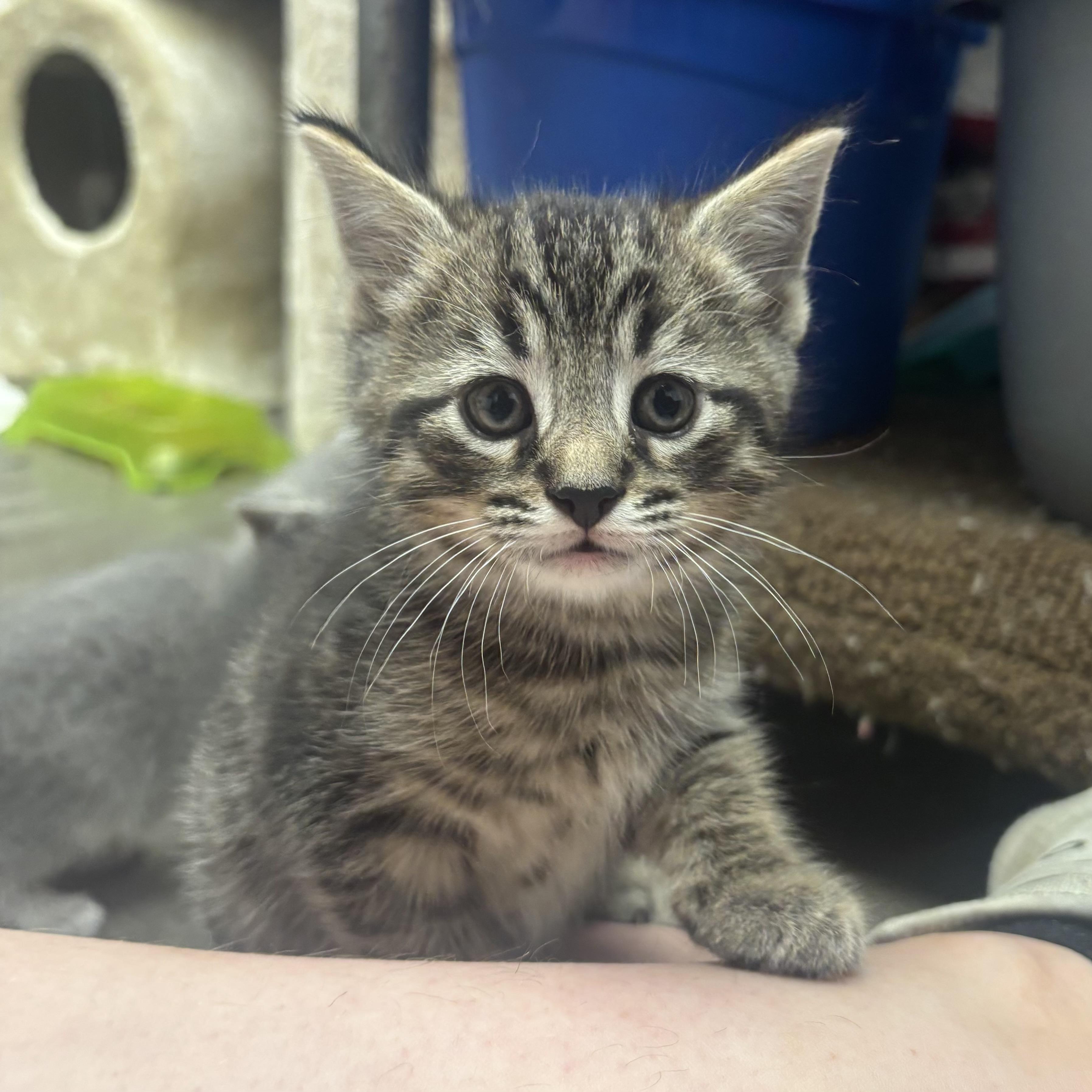 Van, an adopted Domestic Short Hair in Waynesburg, PA image 2/6
