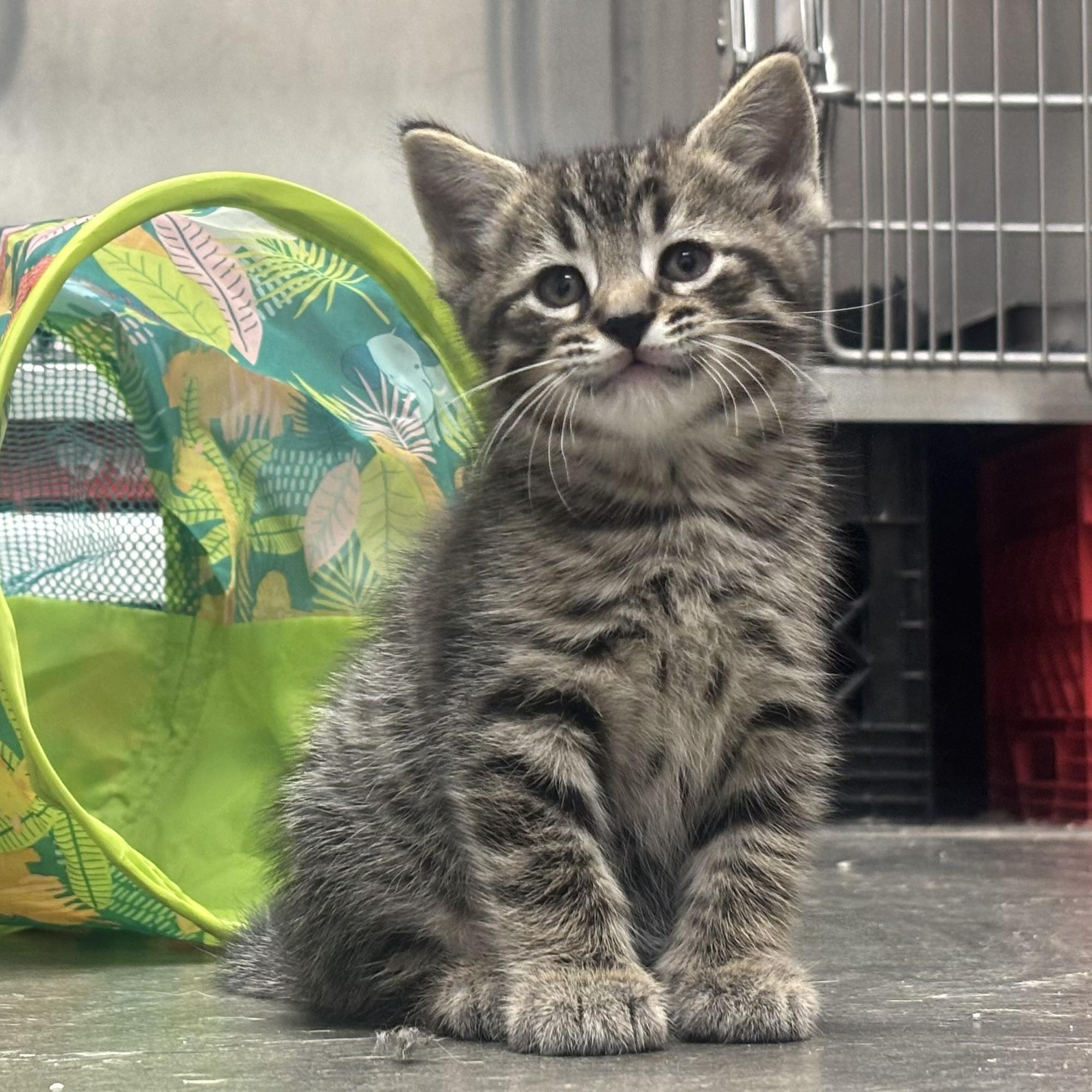 Van, adopted, Kitten Male Domestic Short Hair.