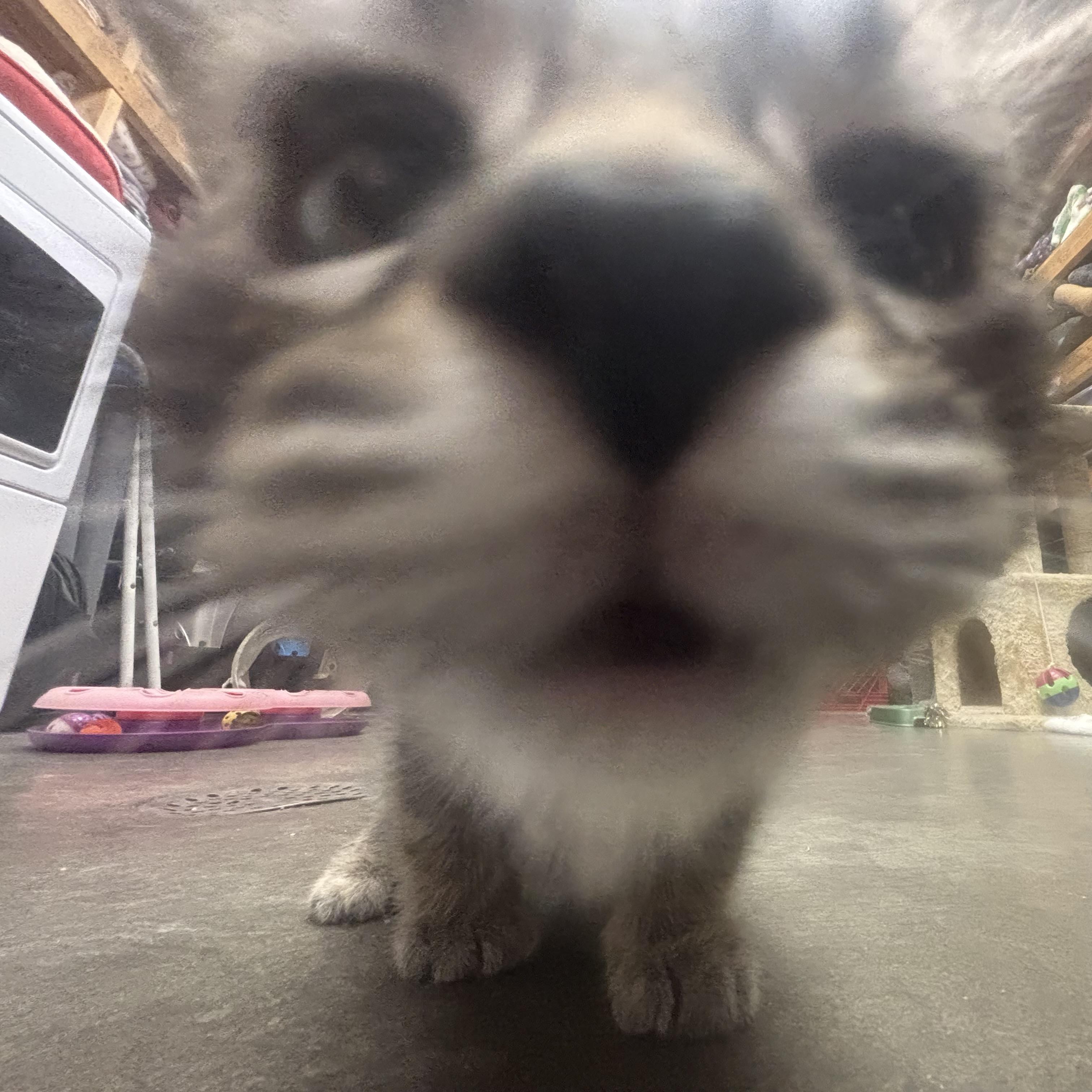 Van, an adopted Domestic Short Hair in Waynesburg, PA image 4/6