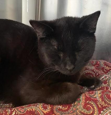 Enlarge Falcon, a ADOPTABLE Domestic Short Hair in Little Falls, MN image 2/2