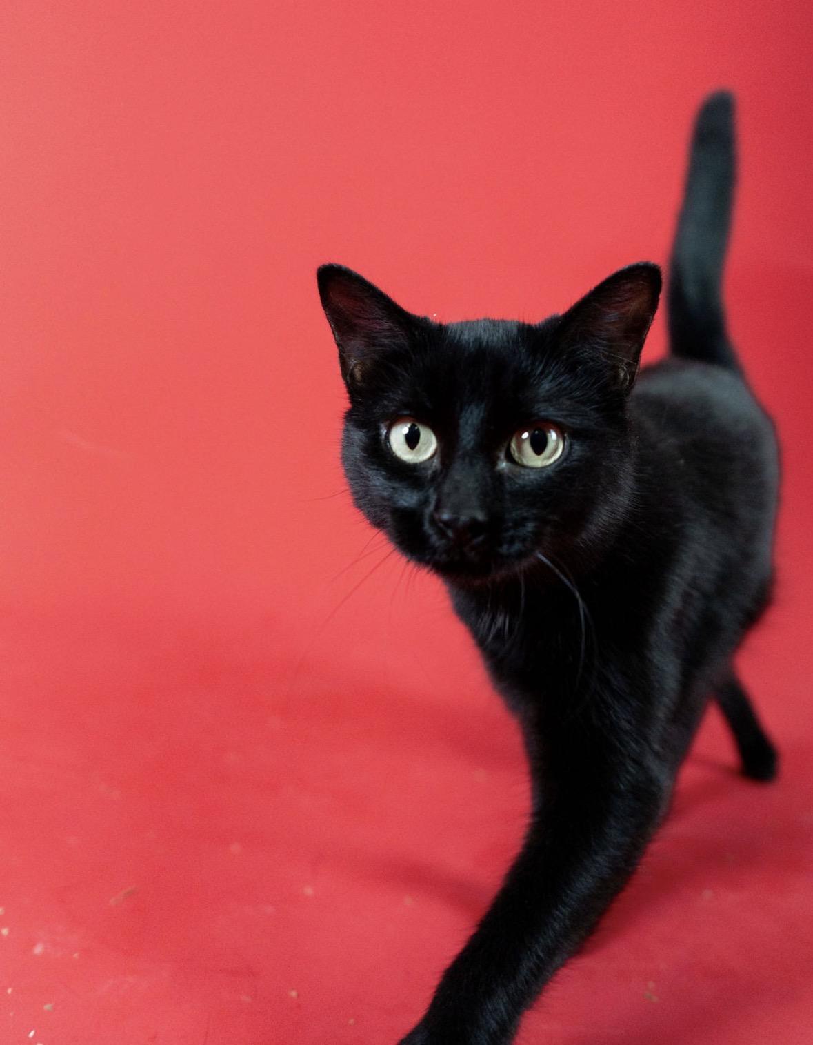 Falcon, ADOPTABLE, Adult Male Domestic Short Hair.