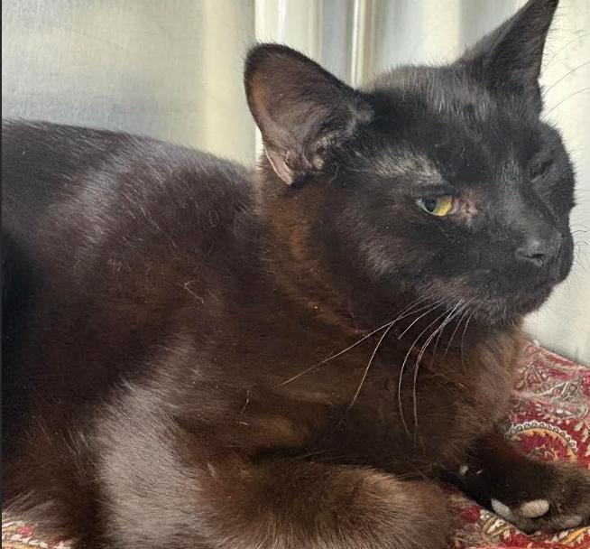 Falcon, ADOPTABLE, Adult Male Domestic Short Hair.