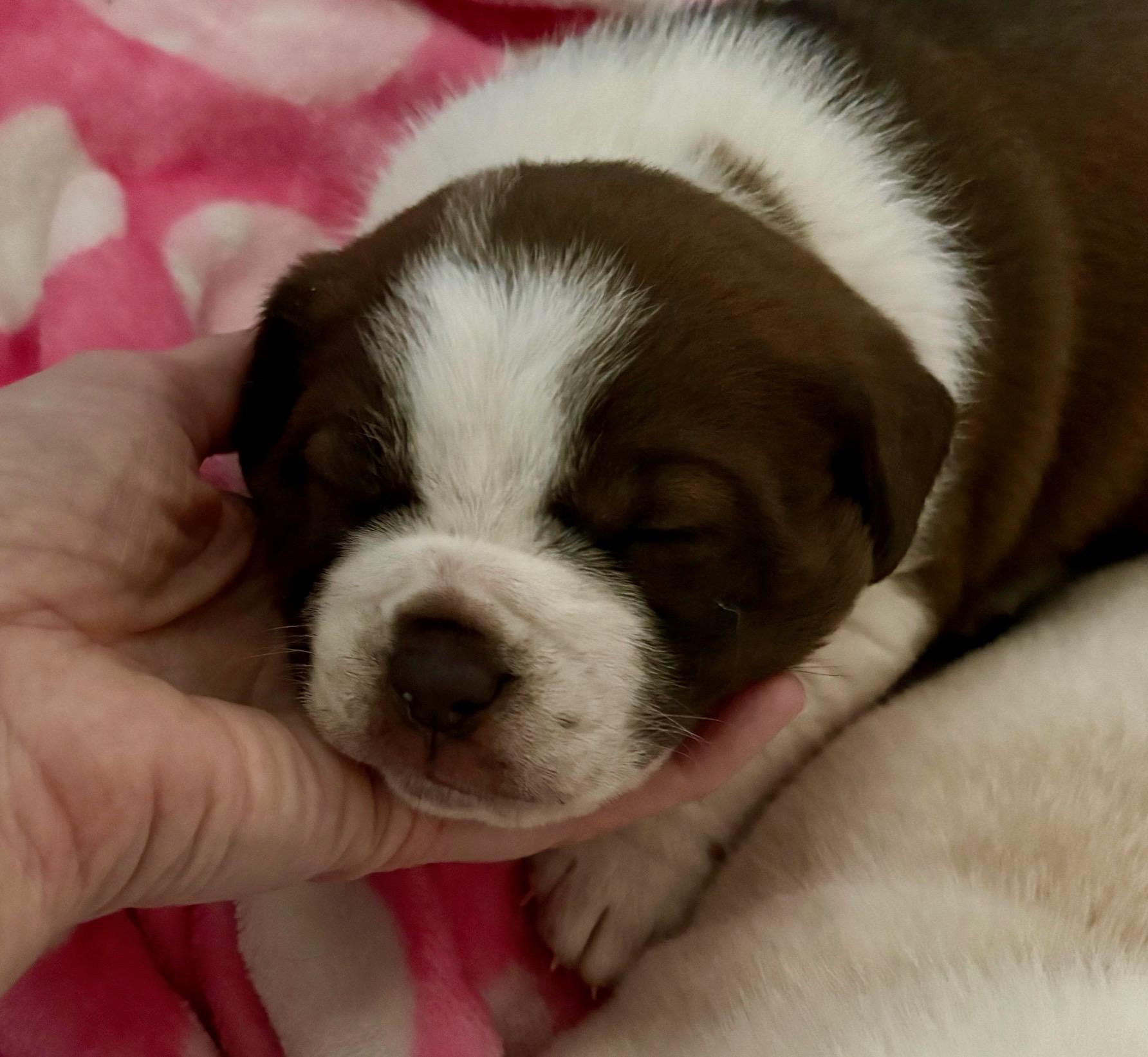 Enlarge Java, a Adoptable mixed breed in Hamilton , NJ image 1/1