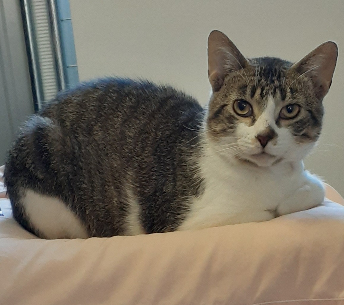 Enlarge Louie, a Adoptable mixed breed in Shell Lake, WI image 1/4