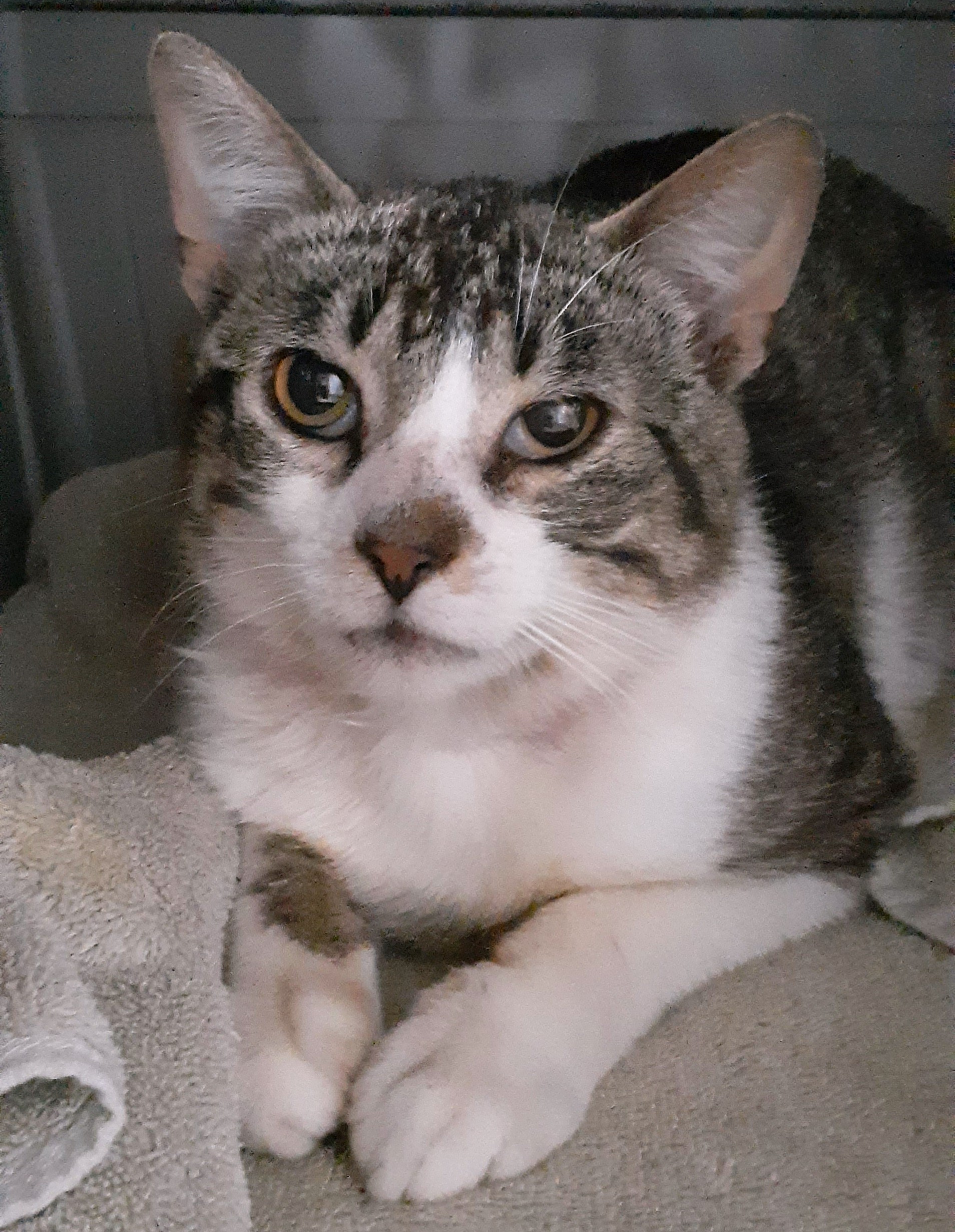 Louie, Adoptable, Adult Male Domestic Short Hair & Tabby.