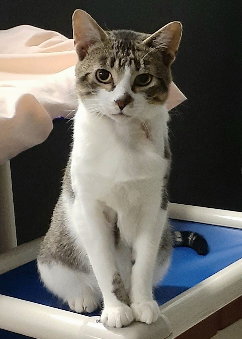 Enlarge Louie, a Adoptable mixed breed in Shell Lake, WI image 3/4