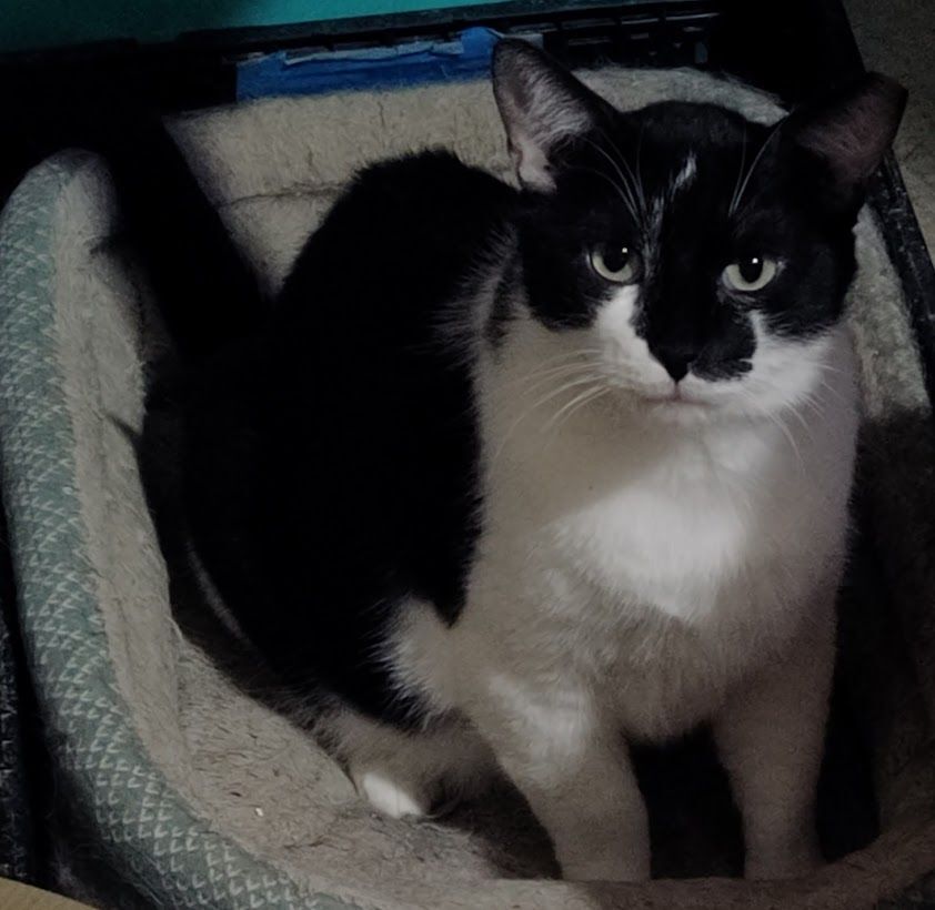 Zorro, Adult Male Tuxedo