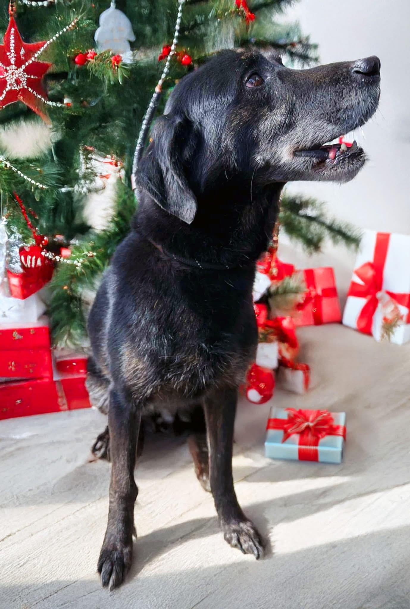 Thor, a Adoptable mixed breed in Dedham, MA image 4/6