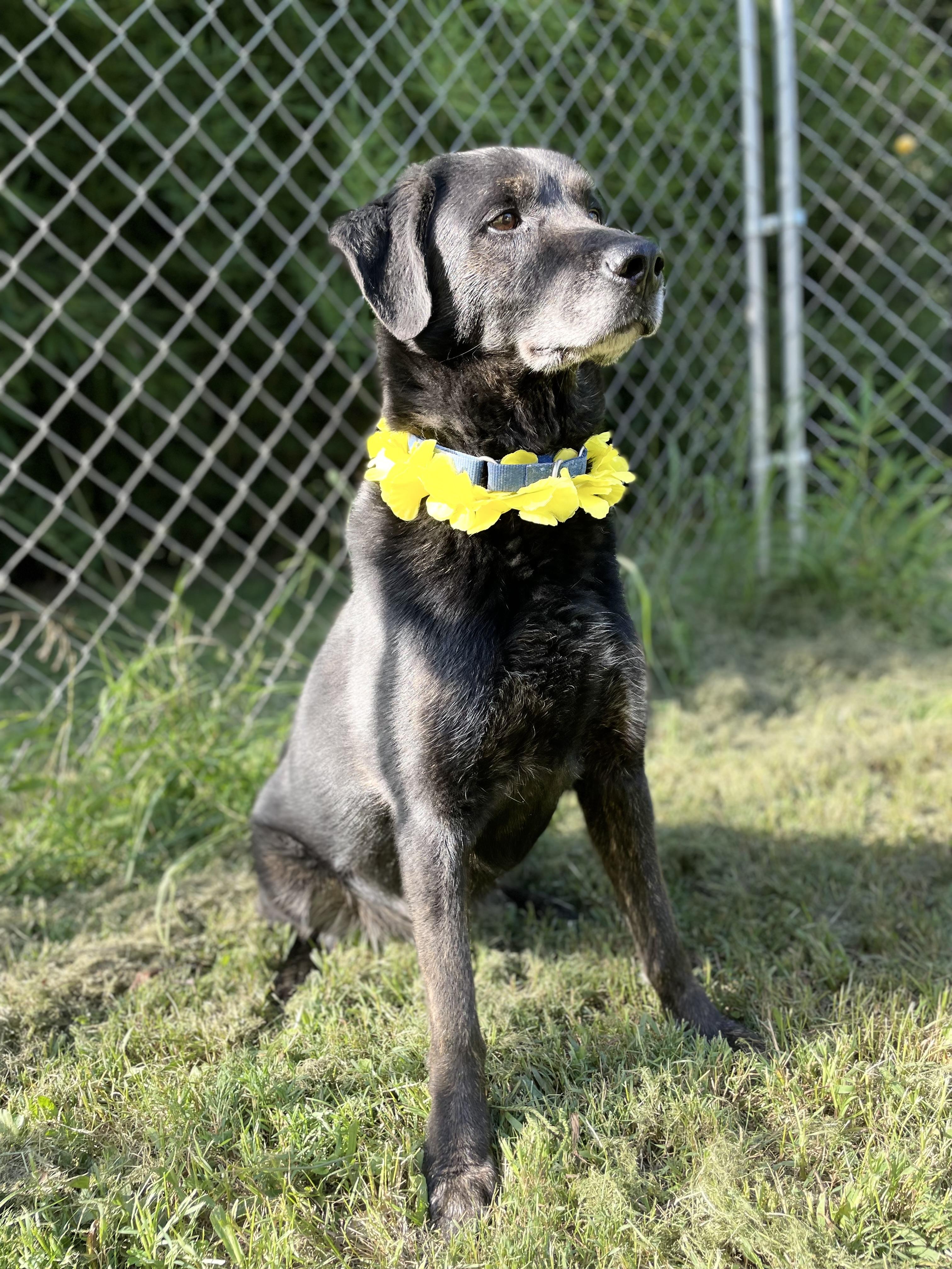 Thor, a Adoptable mixed breed in Dedham, MA image 2/6