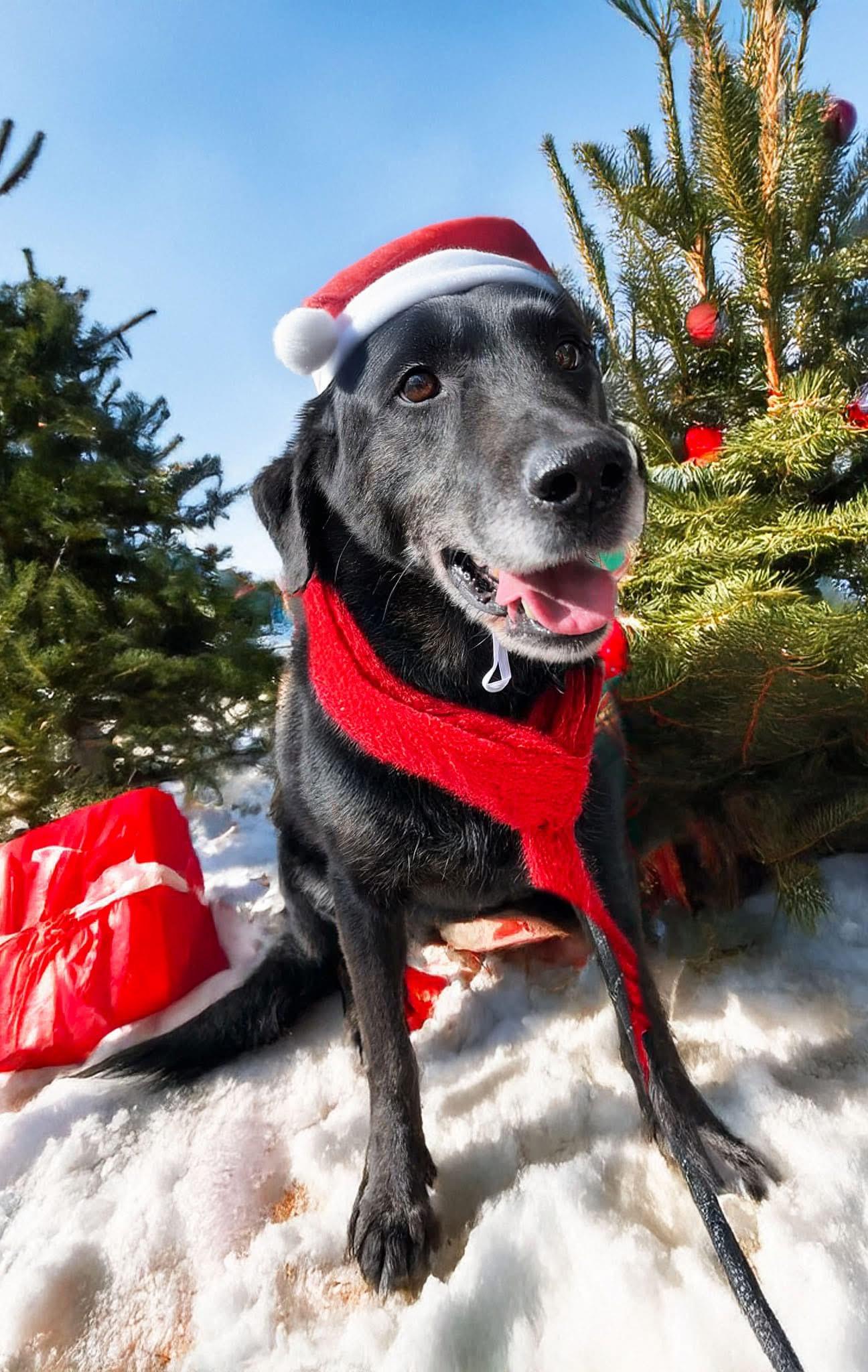 Thor, a Adoptable mixed breed in Dedham, MA image 6/6