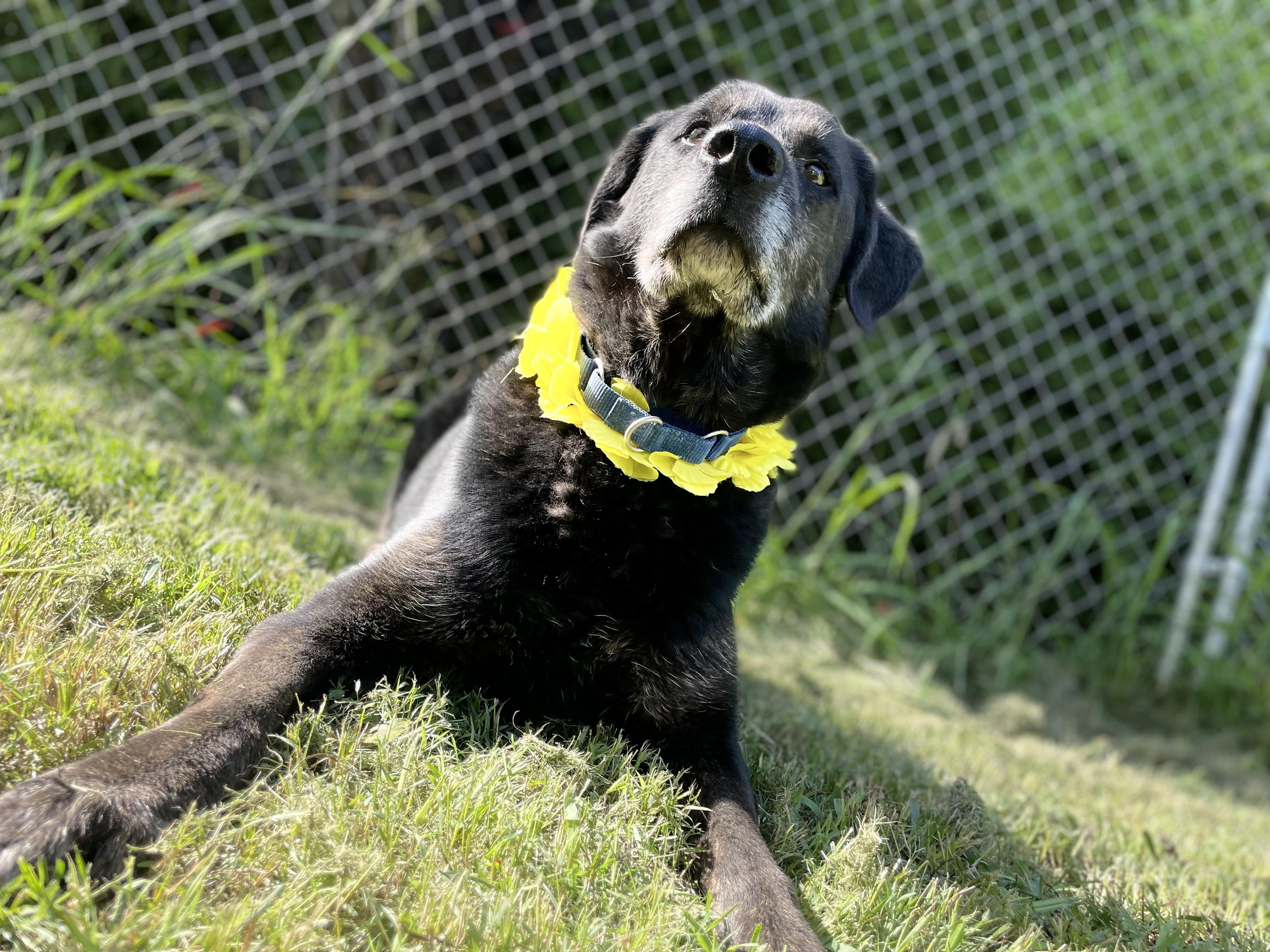 Thor, a Adoptable mixed breed in Dedham, MA image 3/6