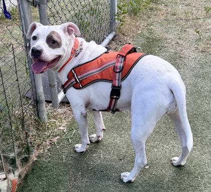 Enlarge Margaret, a Adoptable mixed breed in Inverness, FL image 2/3