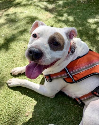 Margaret, Adoptable, Adult Female Pit Bull Terrier & Bulldog.