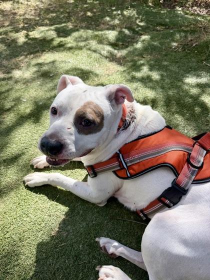 Enlarge Margaret, a Adoptable mixed breed in Inverness, FL image 3/3